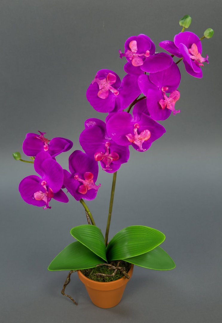 Orchidee Real Touch 60cm fuchsia im Topf GA künstliche Blumen Orchideen Kunstpflanzen Kunstblumen