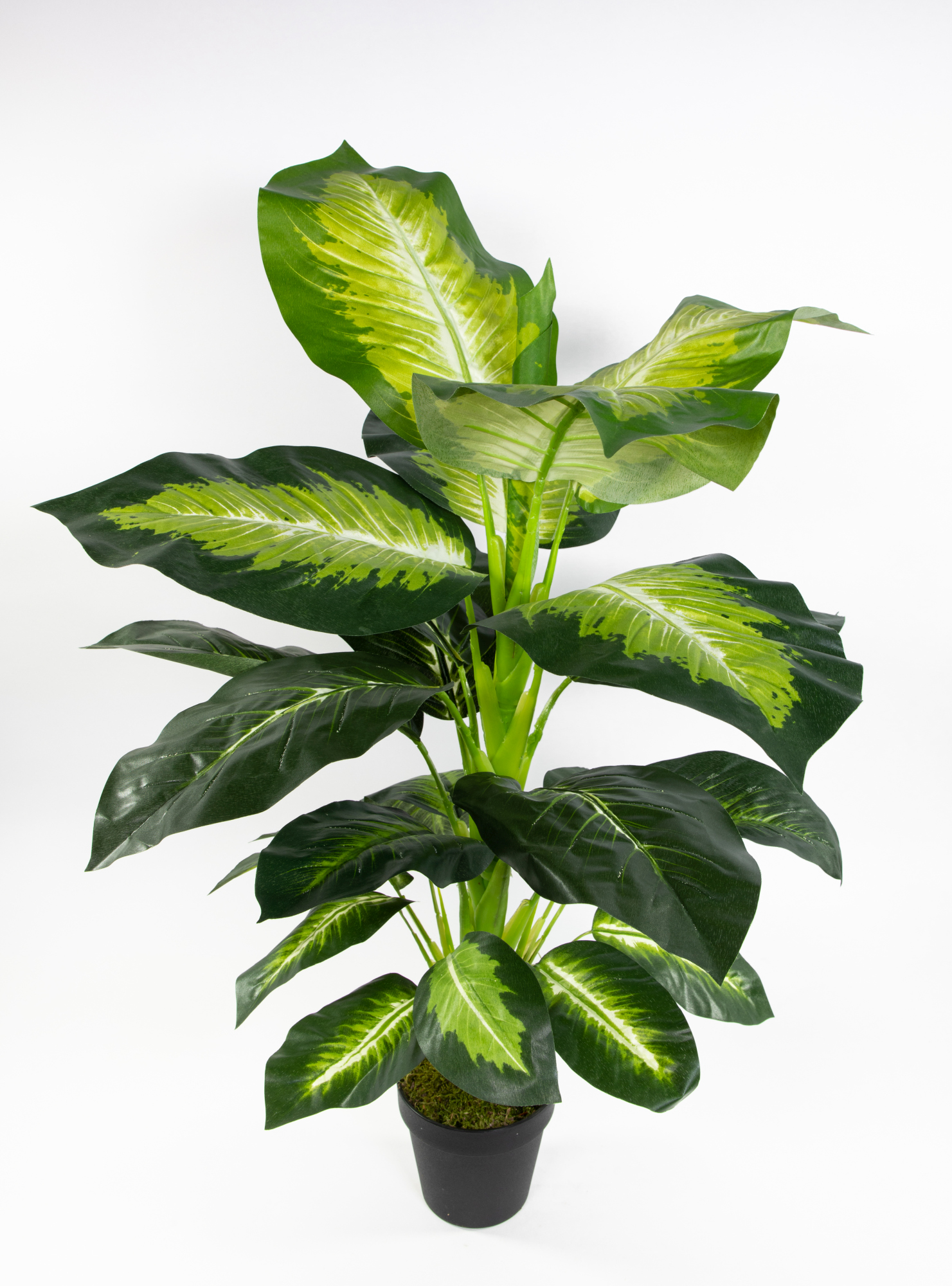 Dieffenbachia 75cm grün-gelb ZJ Kunstpflanzen künstliche Pflanzen