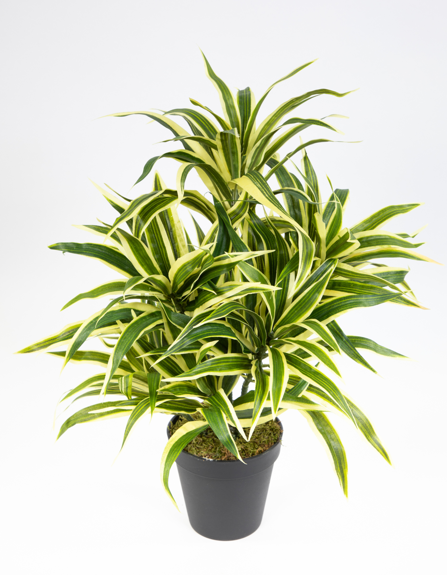 Dracena 42cm grün-gelb im Topf DA Kunstpflanzen künstliche Pflanzen Palmen