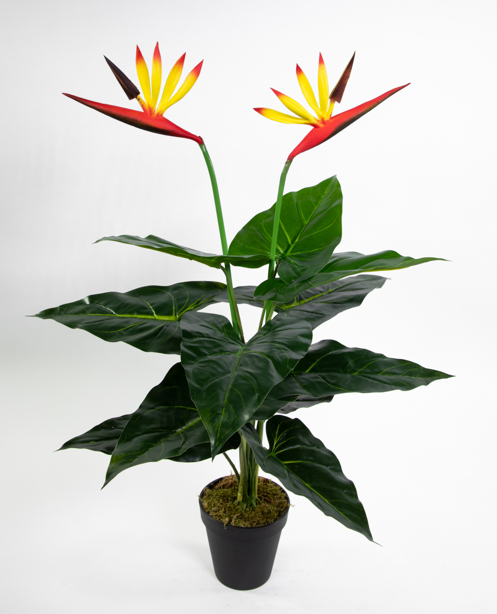 Strelitzie Real Touch 60cm im Topf ZJ künstliche Strelitzienpflanze Kunstblumen Paradiesvogelblume