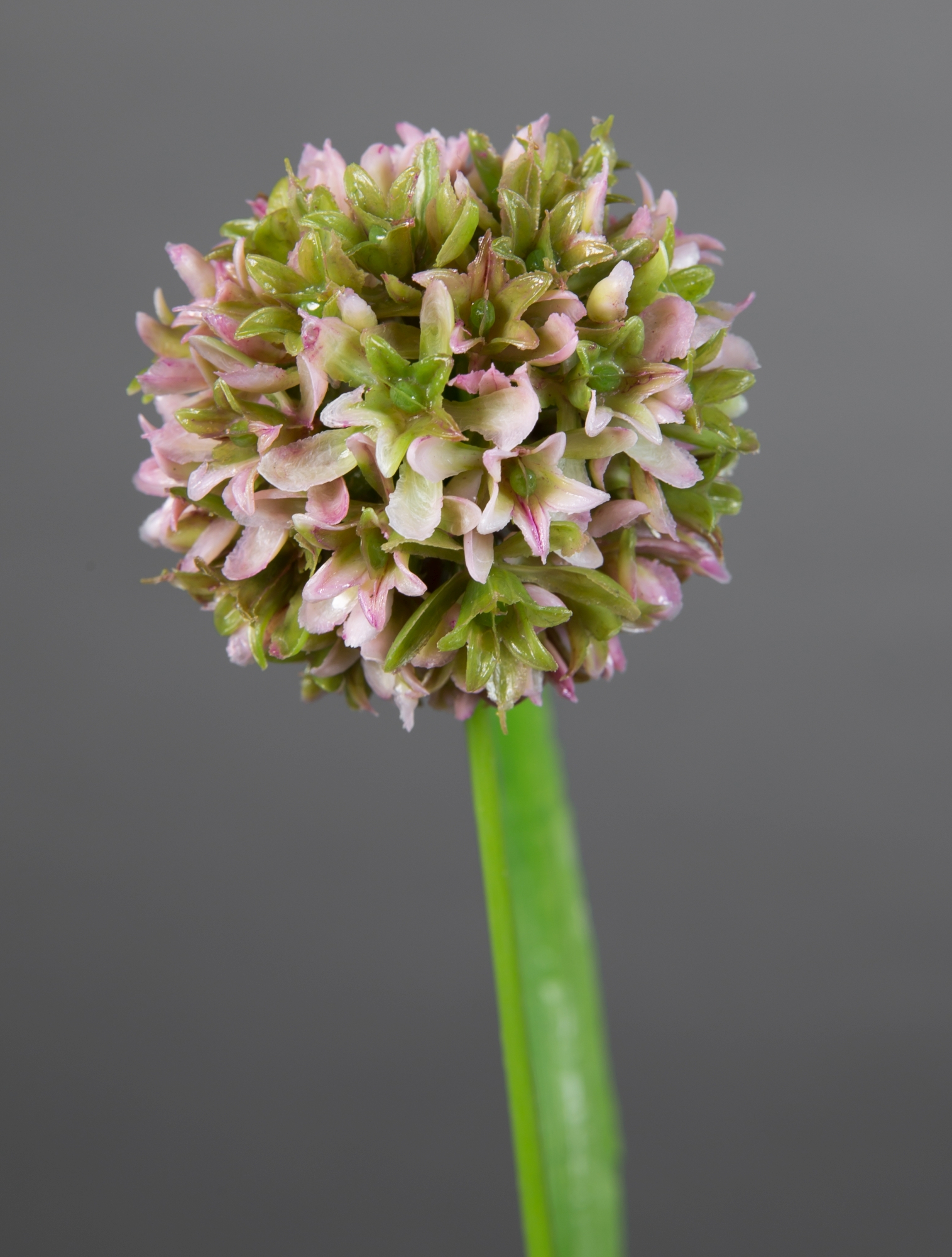 Allium mit Blätter 42cm helllila FT Kunstblumen künstliche Blumen  Alliumkugel | Kunstblumen