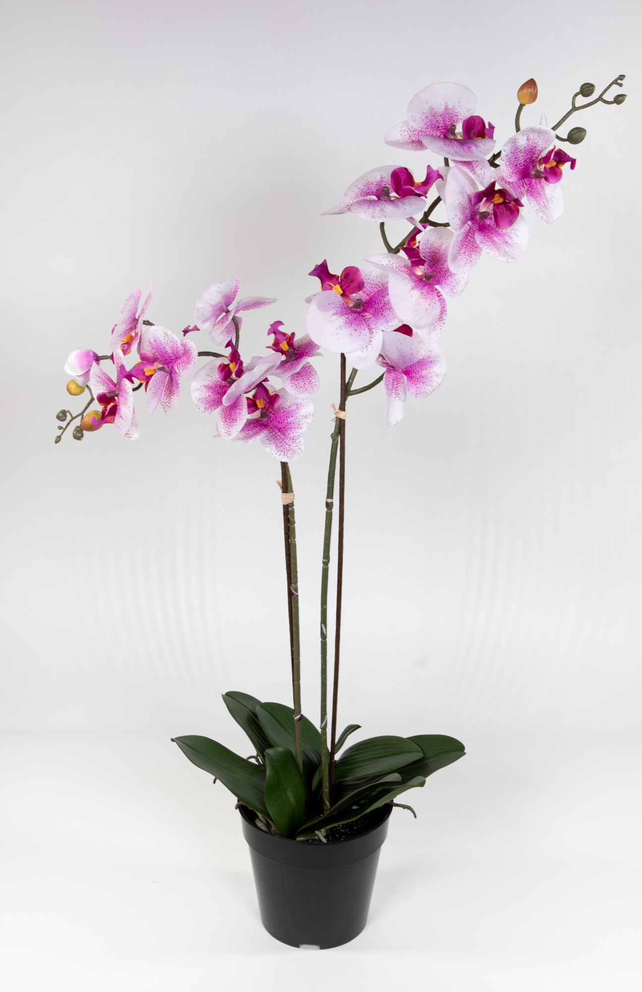 Orchidee 75x40cm Real Touch rosa-weiß CG künstliche Orchideen Blumen Kunstpflanzen Kunstblumen