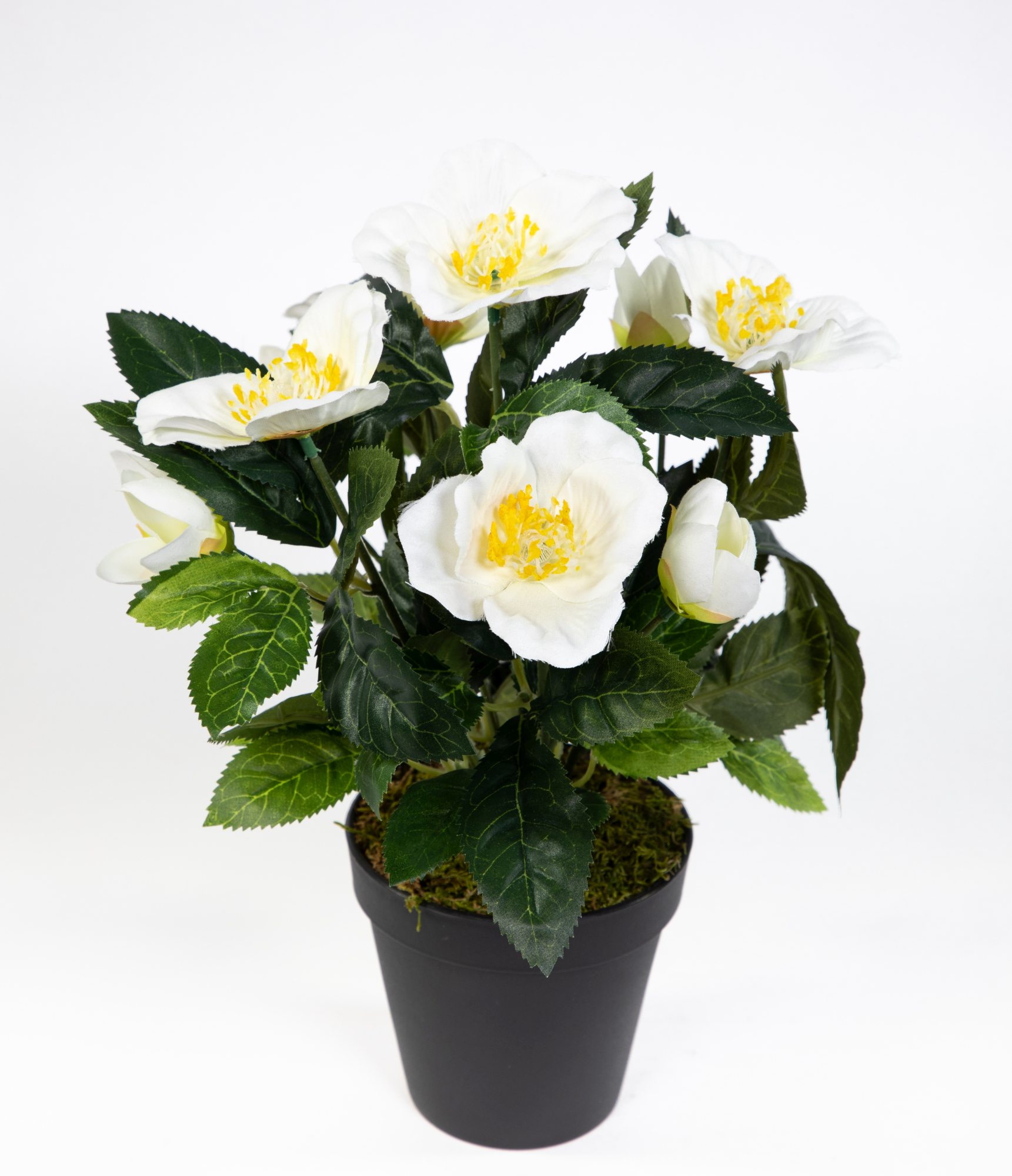 Christrosenbusch 32cm weiß im Topf GA Kunstblumen künstliche Christrose Pflanzen Blumen Kunstblumen