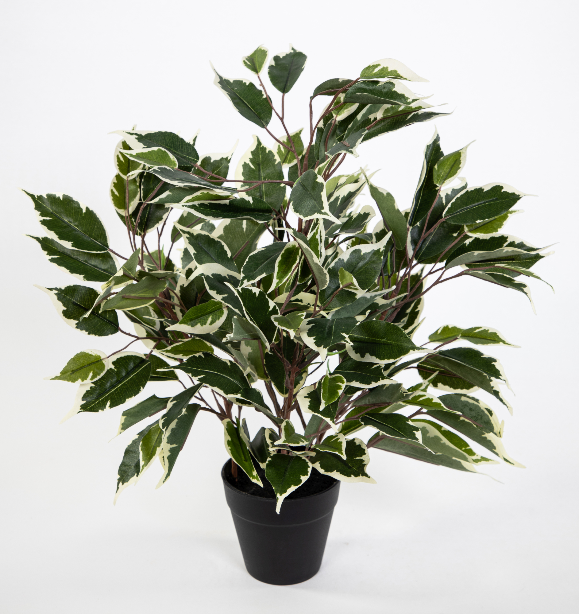 Ficus Benjamini 42cm grün-weiß im Topf JA Kunstpflanze künstliche Pflanzen Birkenfeige