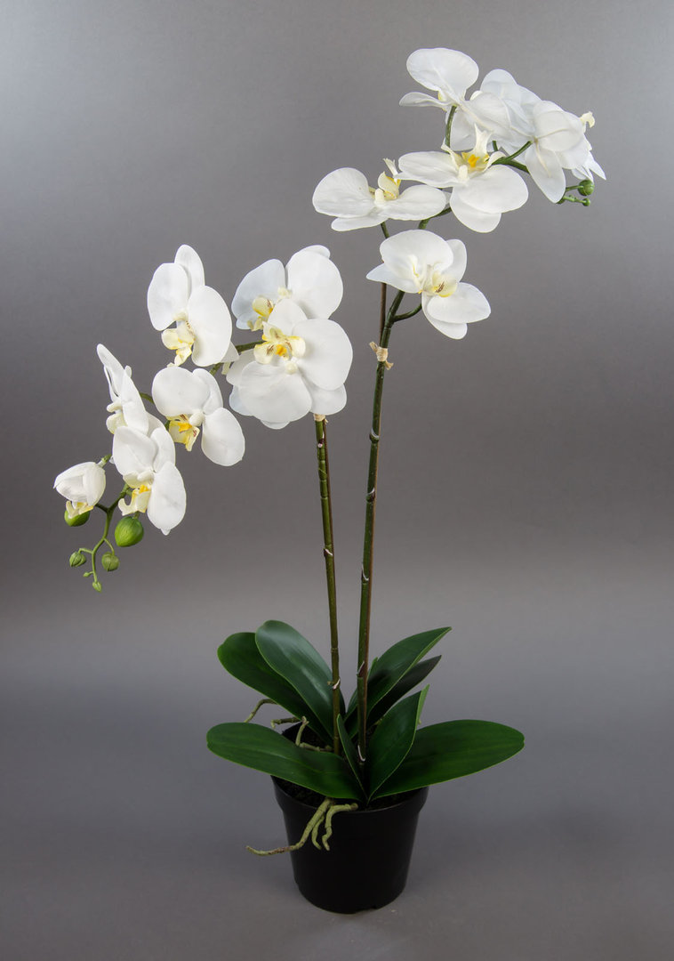 Orchidee 75x40cm Real Touch weiß CG künstliche Orchideen Blumen Kunstpflanzen Kunstblumen