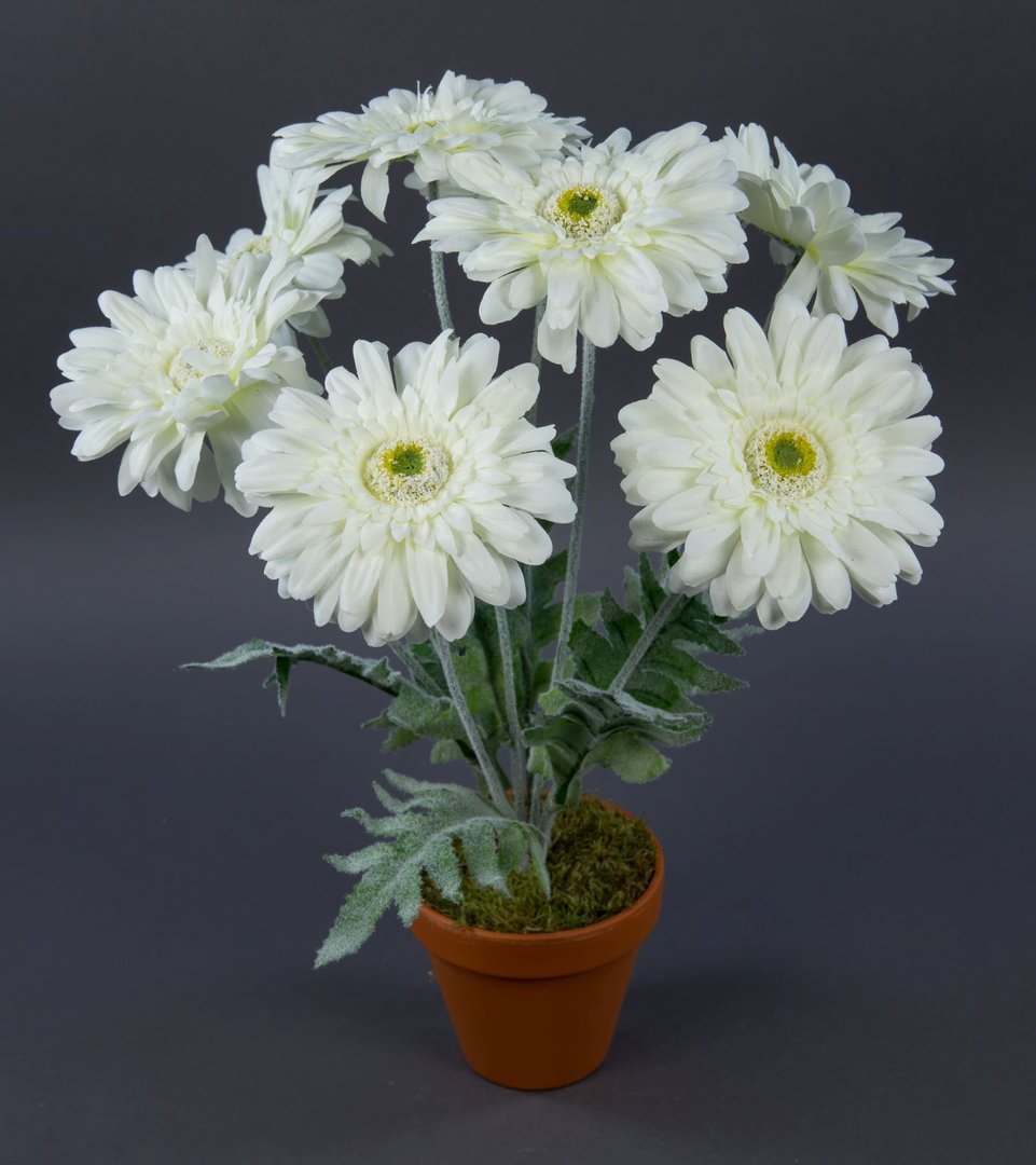 Gerbera 45cm weiß im Topf LM Kunstpflanzen künstliche Pflanze Blumen  Kunstblumen