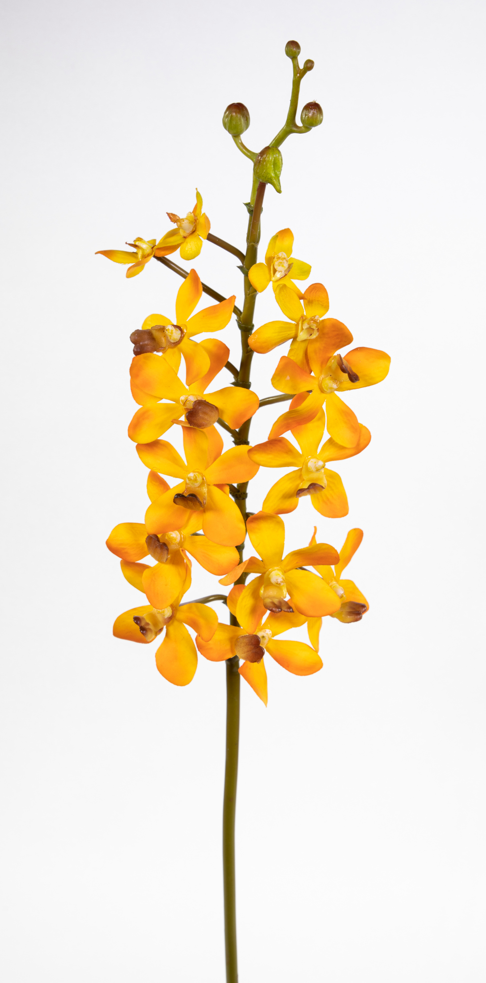 Orchideenzweig Vanda 70cm orange CG Kunstblumen künstliche Orchidee Vanda Blumen Pflanzen
