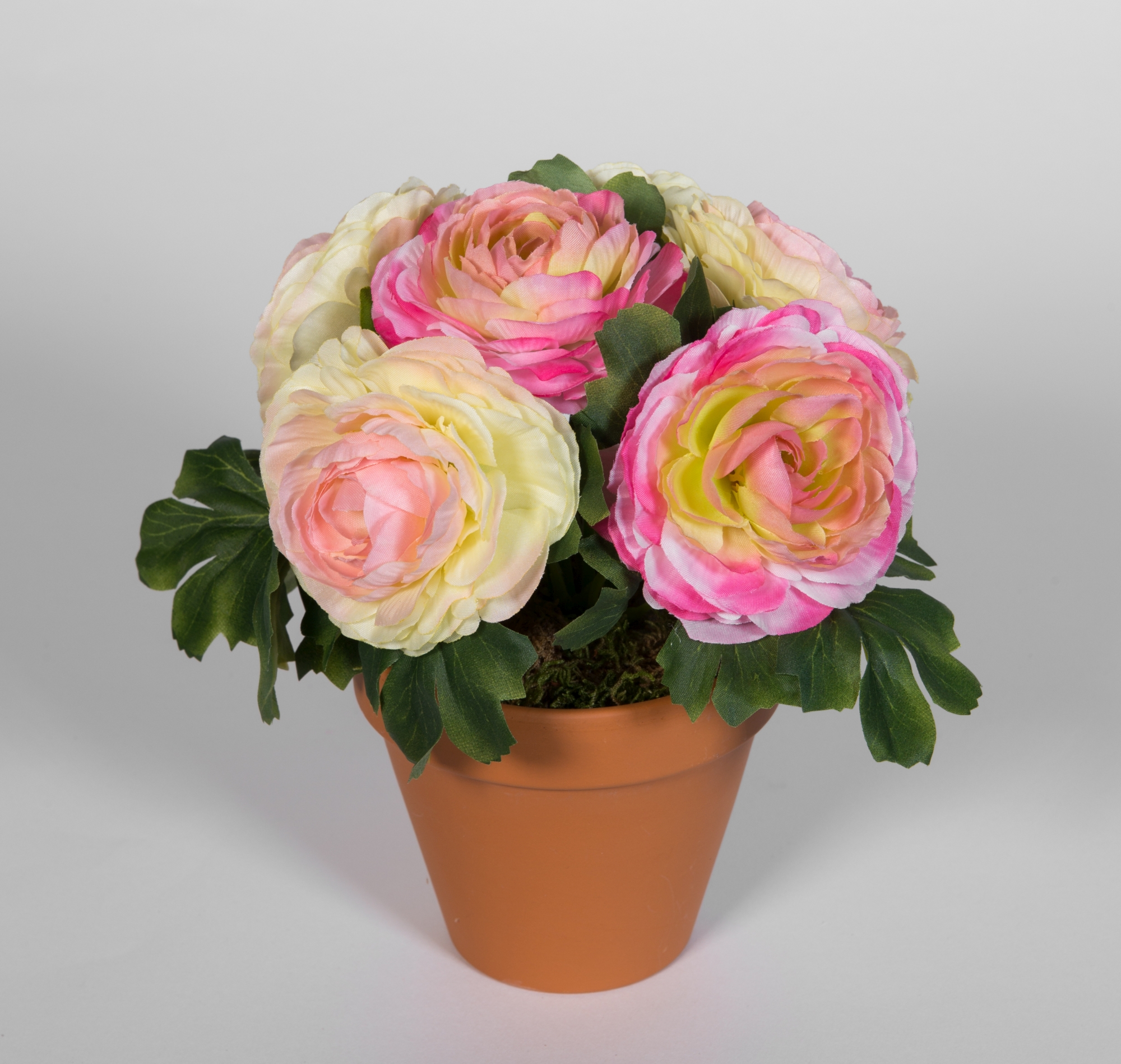 Ranunkel 22cm rosa-pink-creme im Topf LM Kunstpflanzen künstlichen Pflanzen Kunstblumen