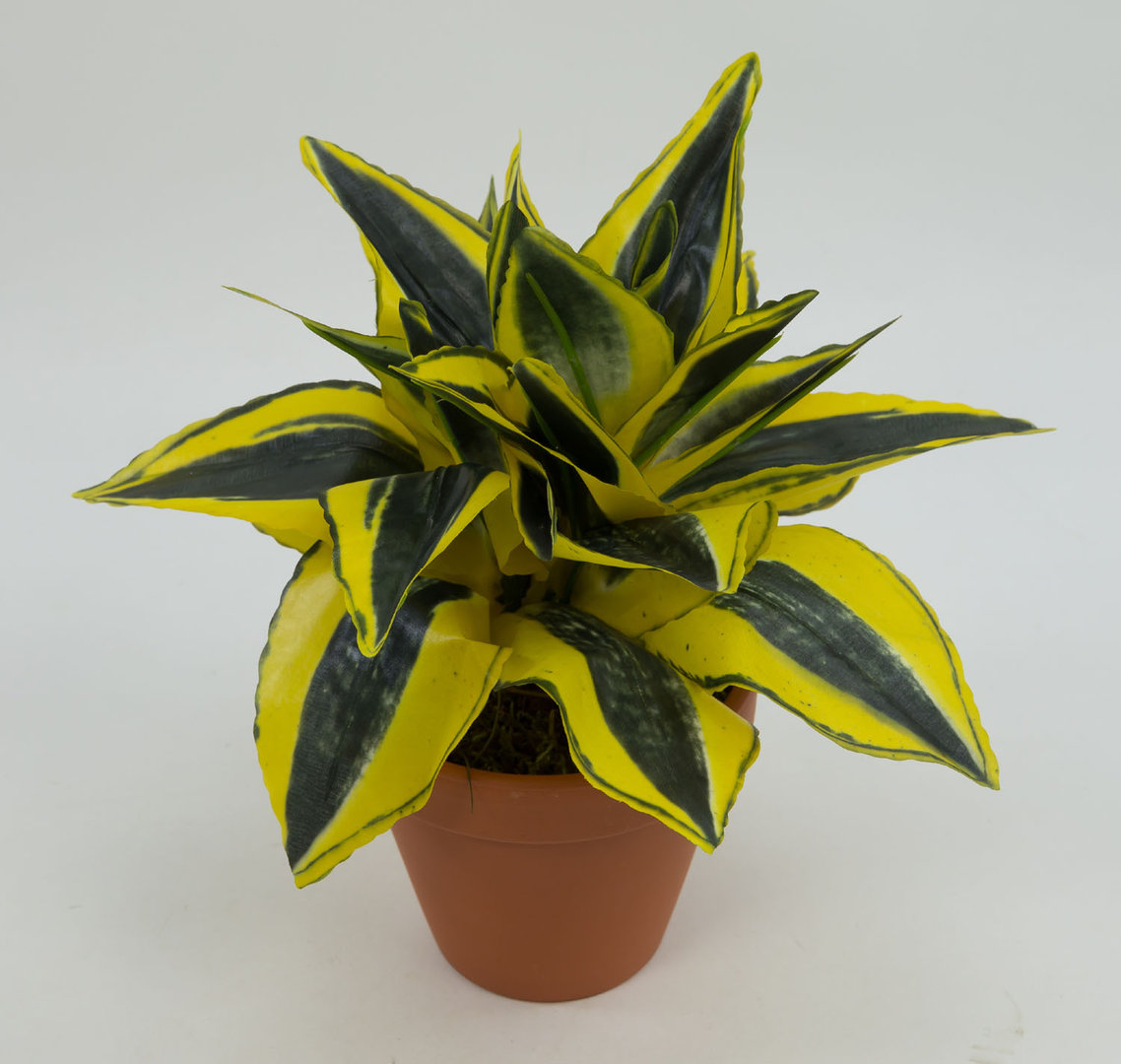 Sansevieria 24cm gold-grün im Topf PF Kunstpflanzen künstliche Pflanzen