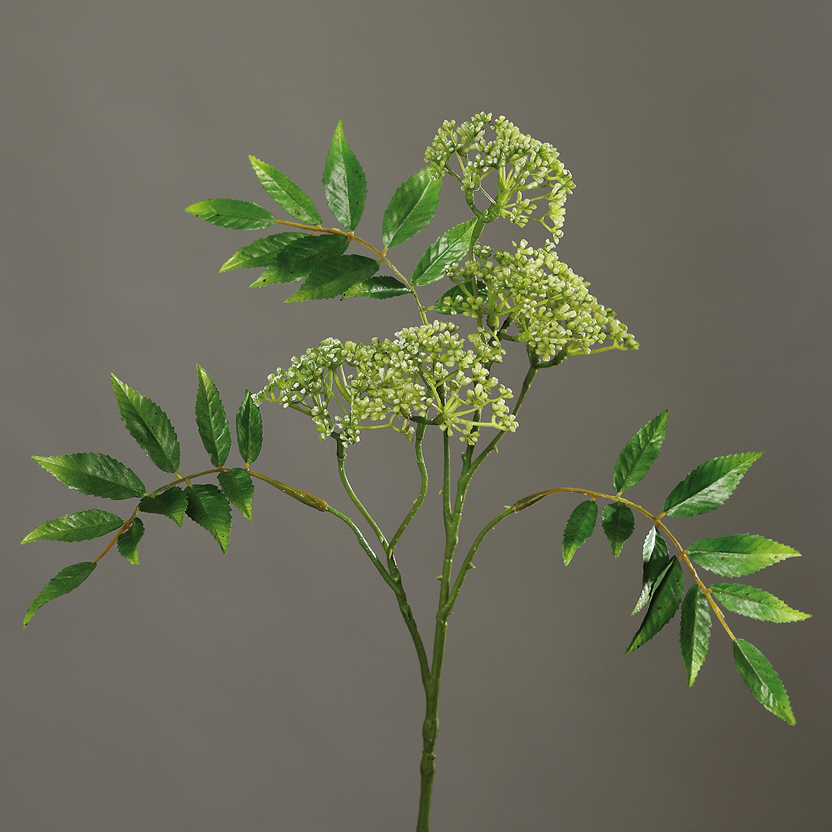 Asclepiazweig 75cm weiß-grün DP Kunstblumen künstlicher Zweig Asclepia Seidenpflanze Kunstzweig