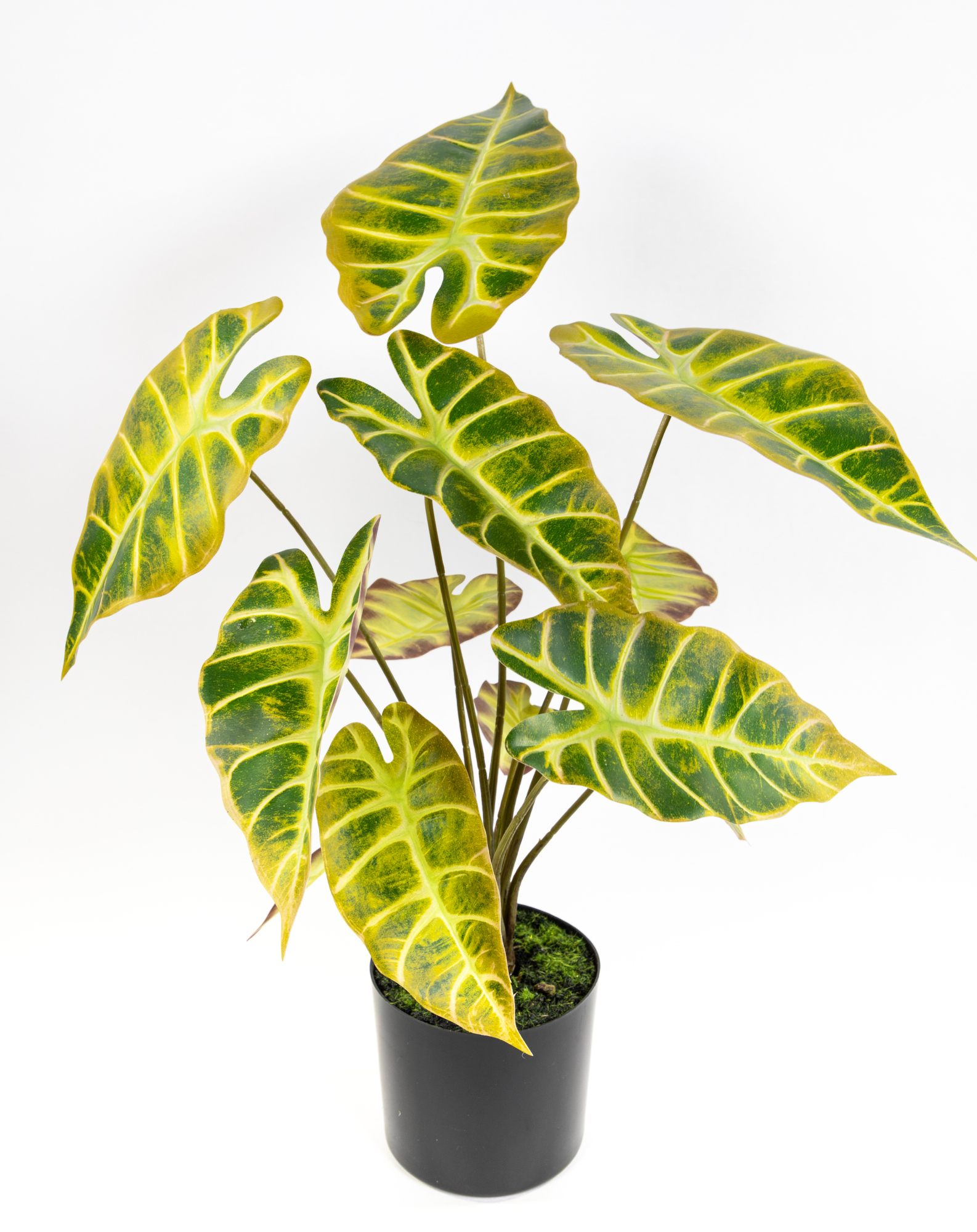 Alocasia Longiloba 54cm grün-gelb im Topf GA Kunstpflanzen Dekopflanzen künstliche Pflanzen