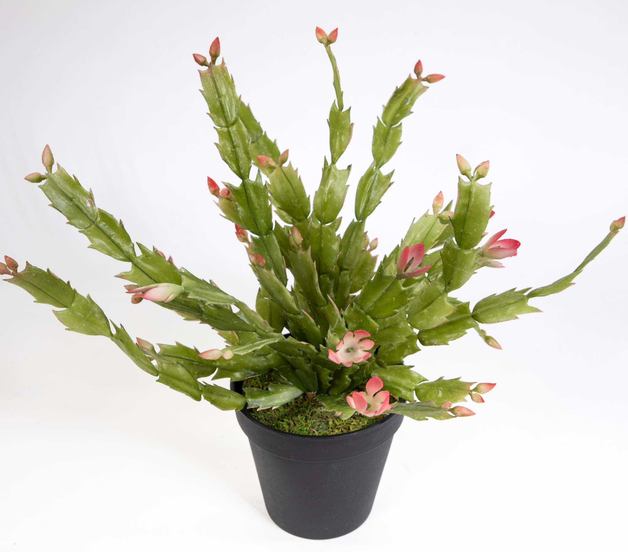 Weihnachtskaktus / Schlumbergera 30cm rosa JA künstlicher Kaktus Pflanzen Kunstpflanzen Kunstblumen