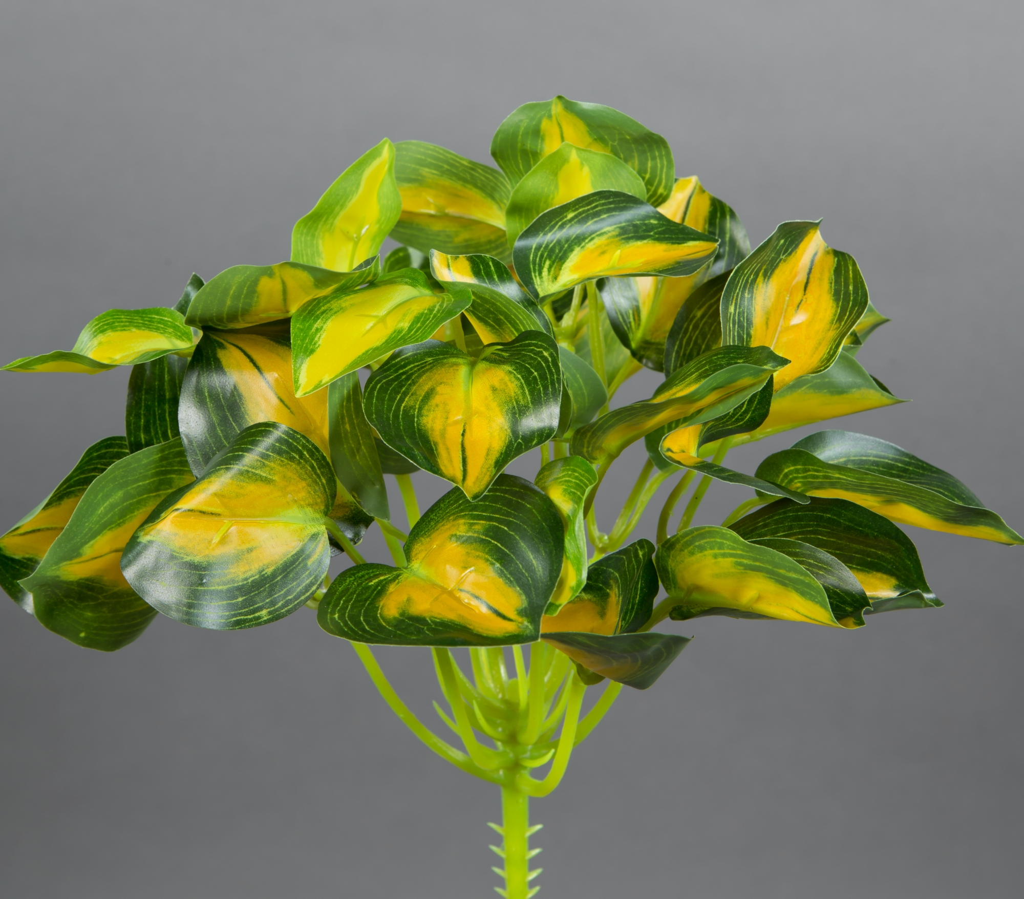 Buntnessel 22cm grün-gelb ZF Kunstpflanzen künstliche Pflanzen Nessel