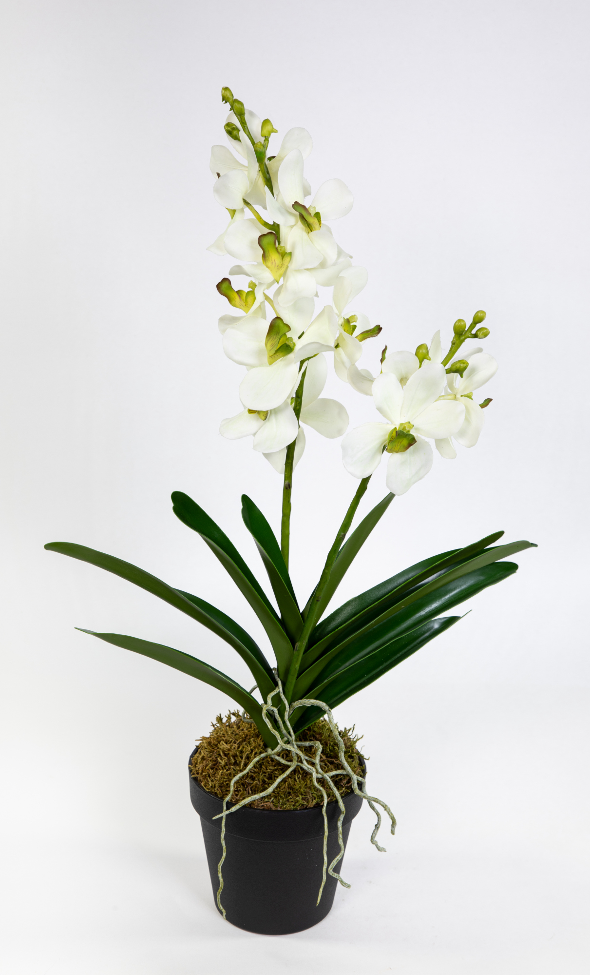 Orchidee Cymbidium Real Touch 58cm weiß DP künstliche Kahnorchidee  Blumen Kunstpflanzen Kunstblumen