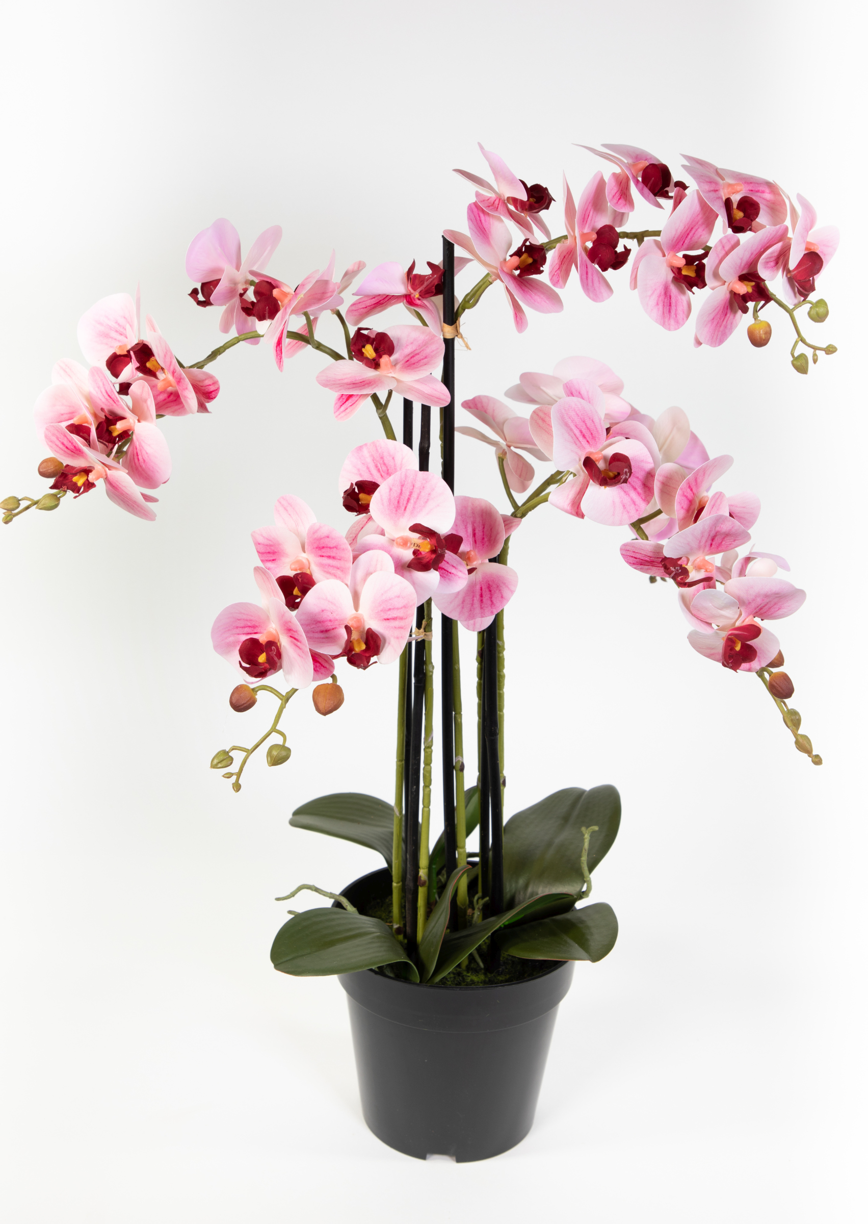 Orchidee 80x50cm Real Touch rosa-weiß CG künstliche Orchideen Blumen Kunstpflanzen Kunstblumen