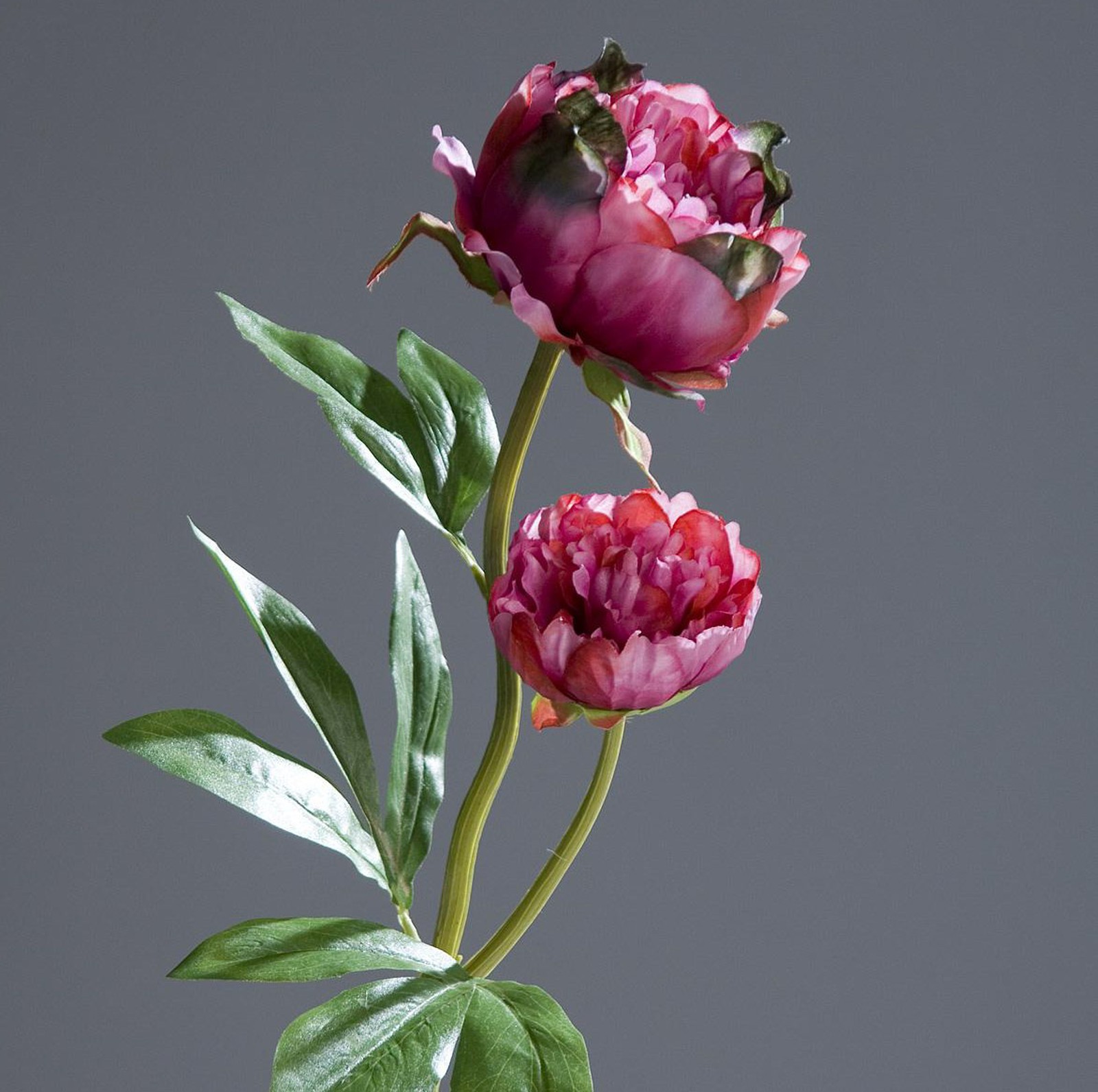 Pfingstrose mit 2 Blüten 60cm fuchsia DP Kunstblumen Seidenblumen künstliche Blumen Päonie