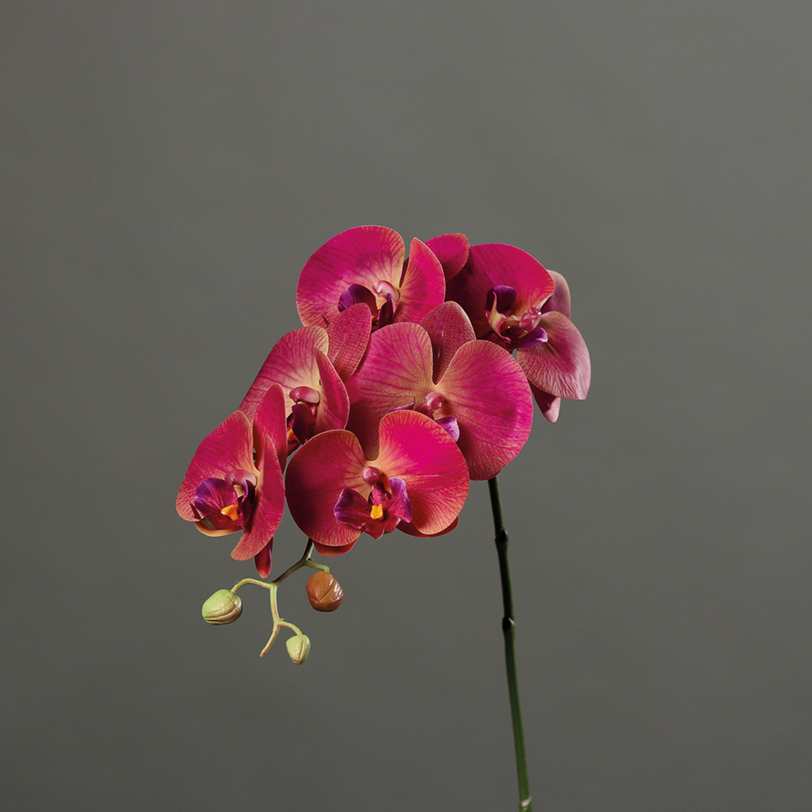 Orchideenzweig Real Touch 80cm fuchsia DP Kunstblumen künstliche Orchidee Orchideen Blumen