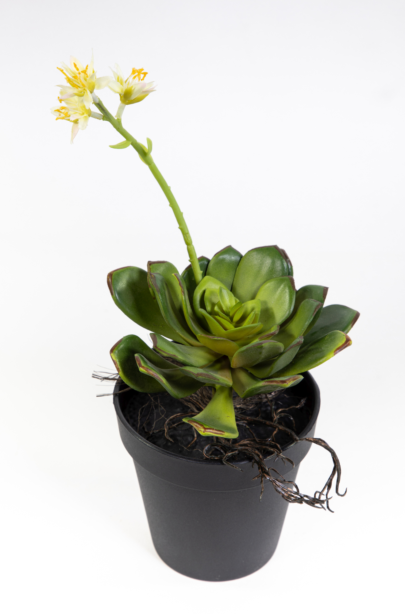 Sukkulente Echiveria mit Blüte 28cm im Topf FI künstliche Pflanzen Kunstpflanzen