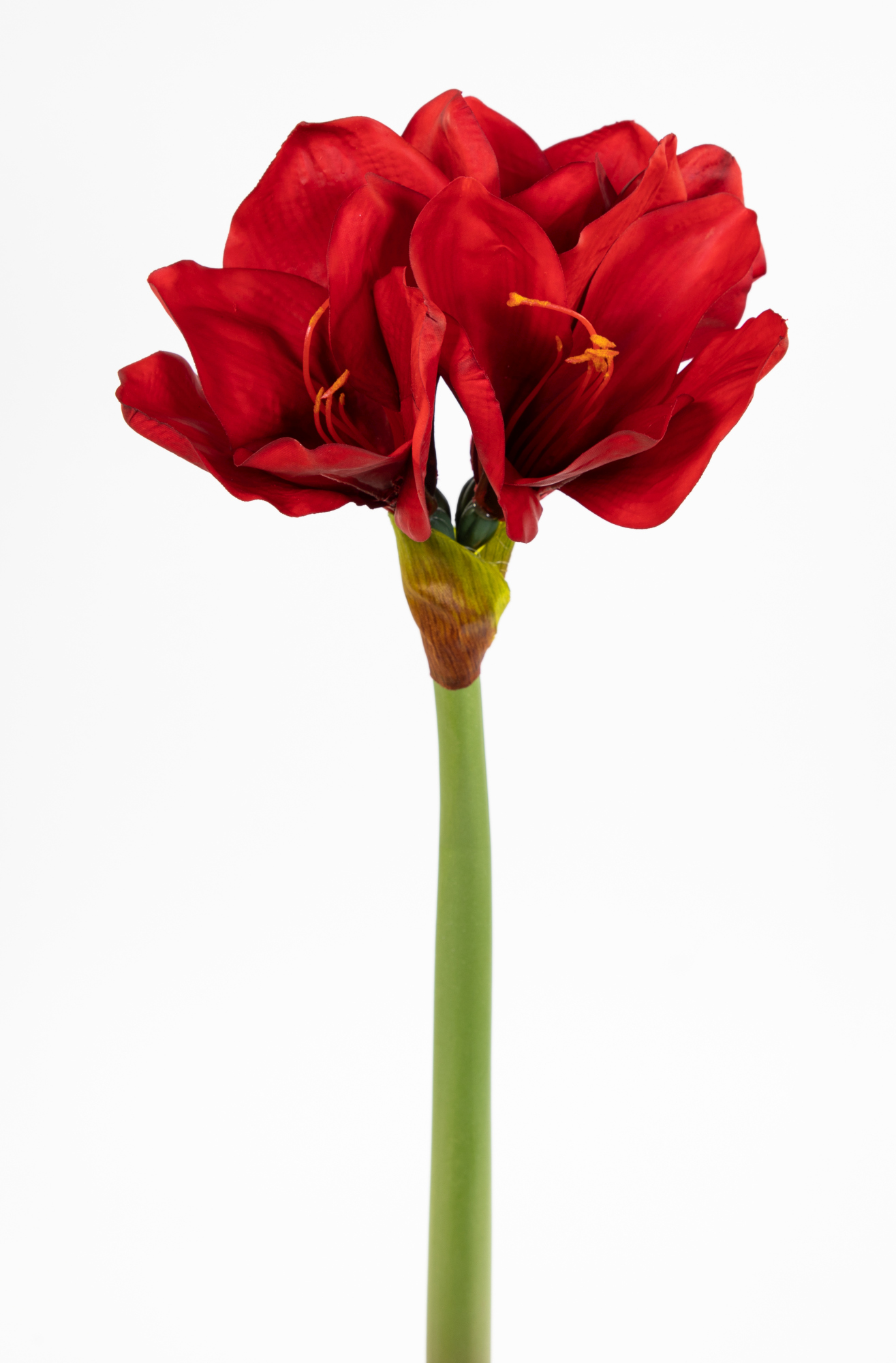 Amaryllis Real Touch 58cm rot GA Kunstblumen künstlicher Ritterstern Blumen Pflanzen