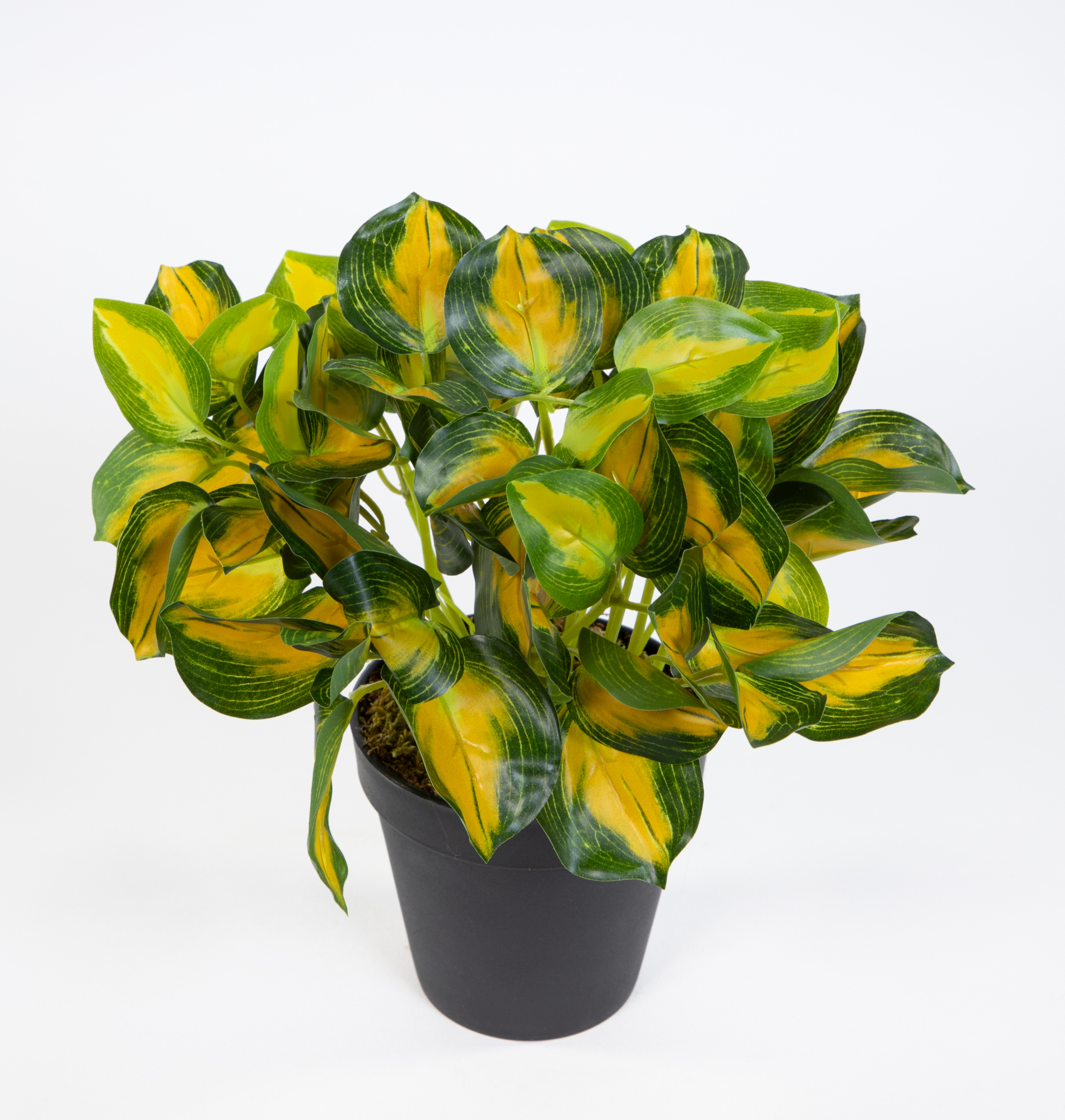 Buntnessel 28cm grün-gelb im Topf ZF Kunstpflanzen künstliche Pflanzen Nessel