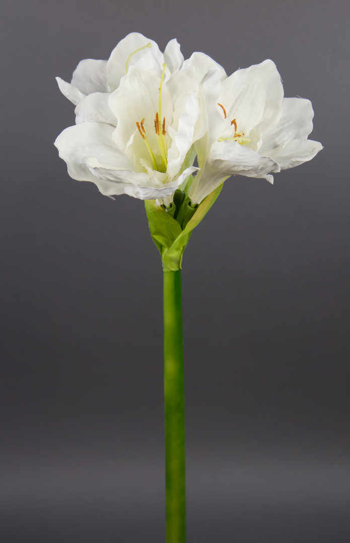 Große Amaryllis 65cm weiß-creme GA Seidenblumen Kunstblumen künstliche Blumen Ritterstern