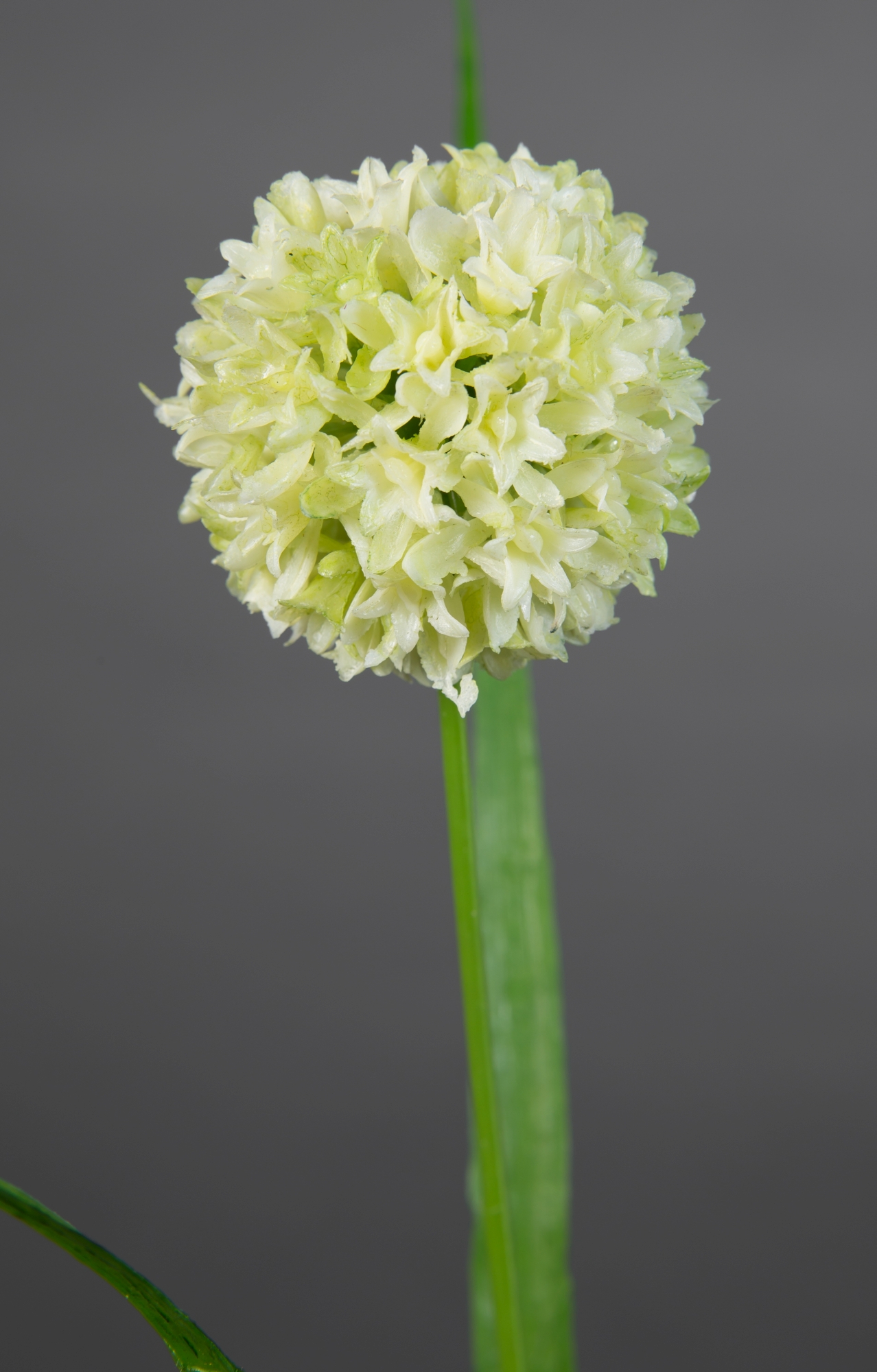 Allium mit Blätter 42cm weiß-creme FT Kunstblumen künstliche Blumen  Alliumkugel