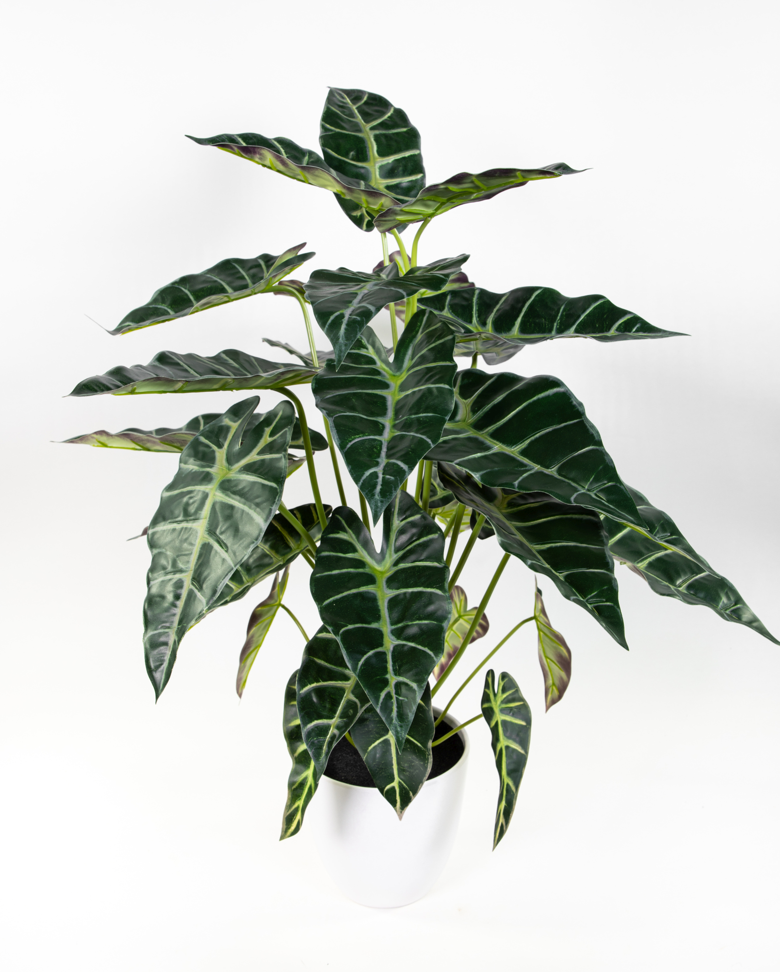 Alocasia Micholitziana -Frydek- 72cm grün-weiss im Topf GA Kunstpflanzen Dekopflanzen künstliche Pflanzen