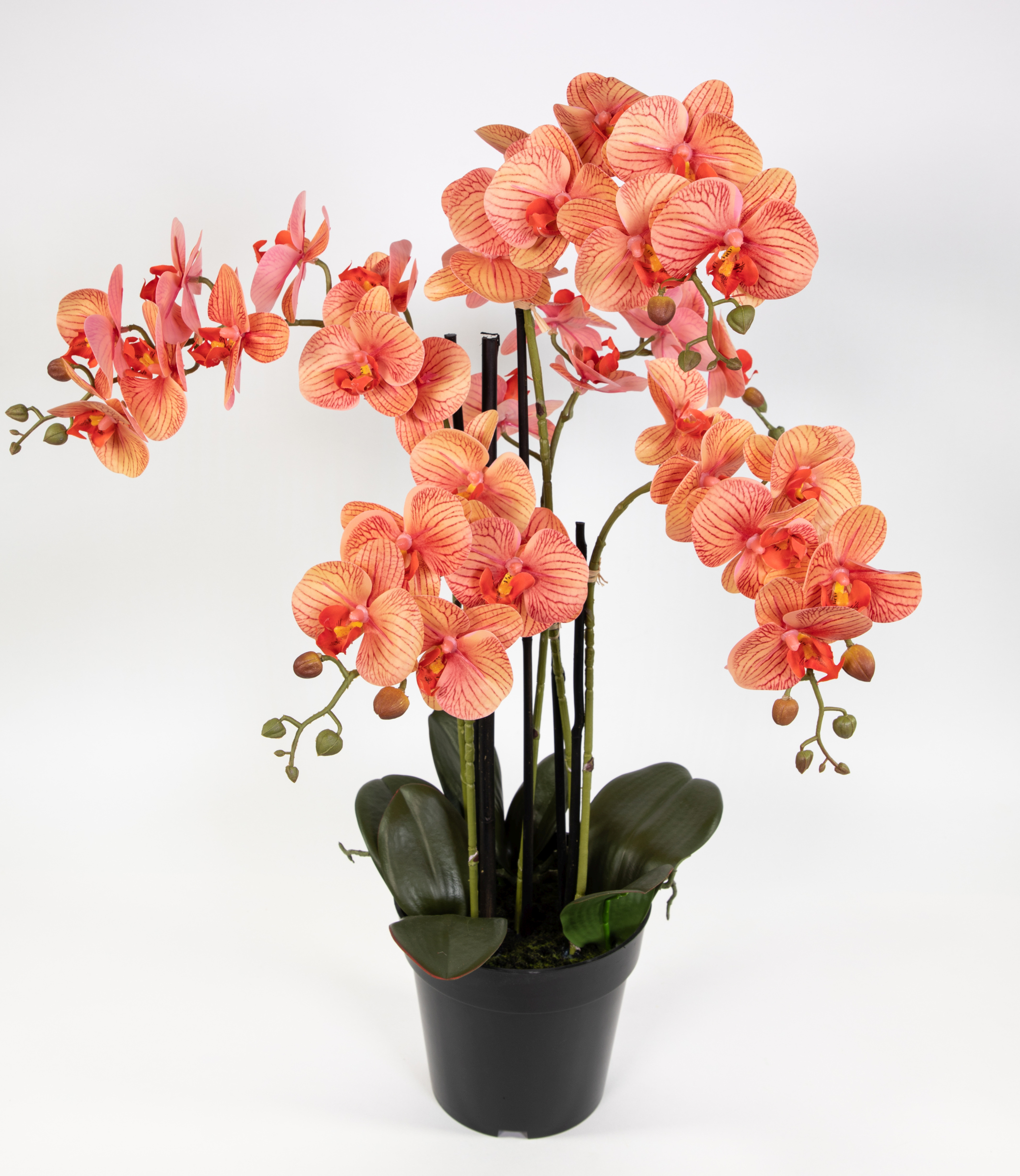 Orchidee 80x50cm Real Touch orange-peach CG künstliche Orchideen Blumen Kunstpflanzen Kunstblumen