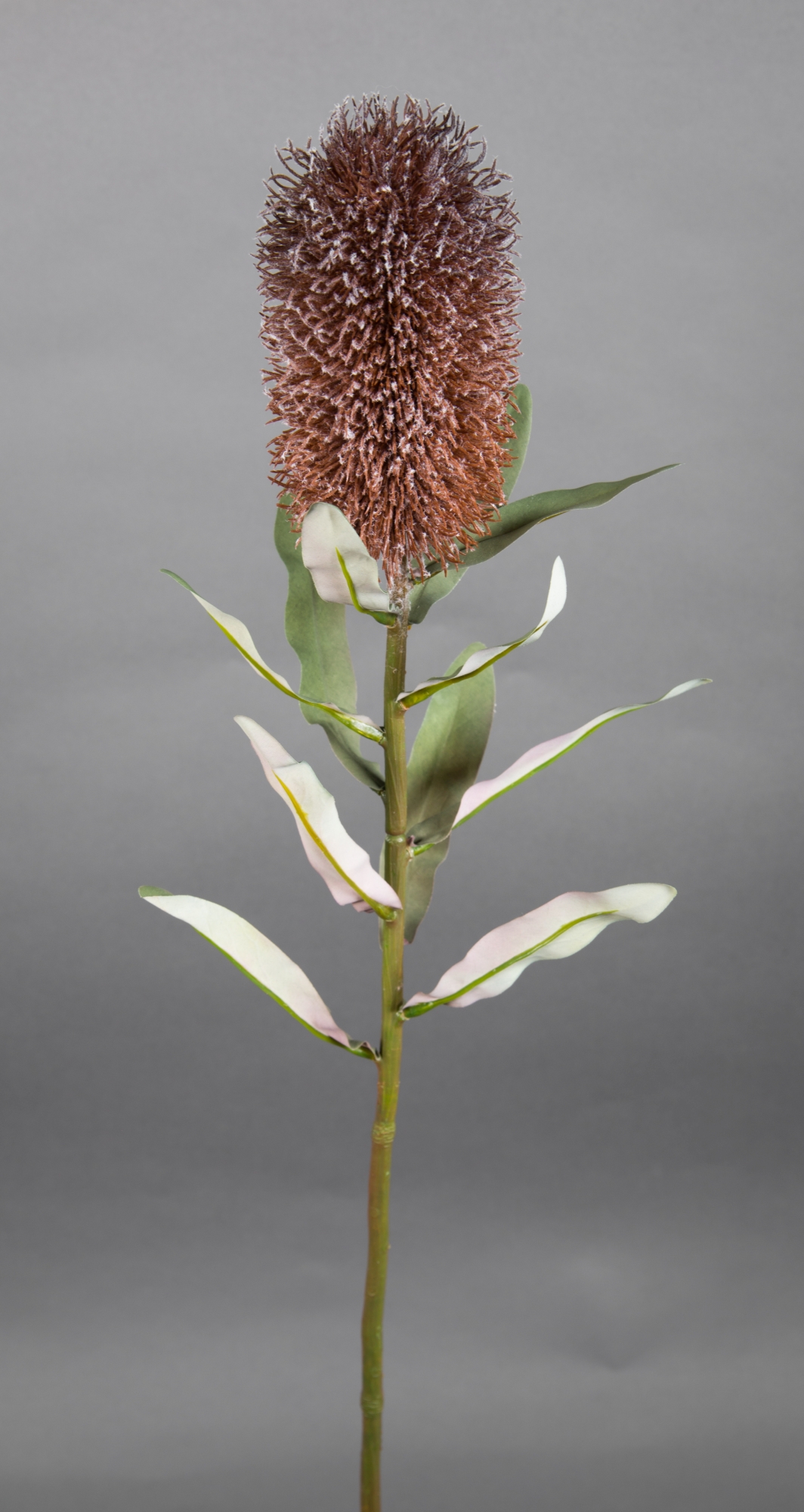 Banksie / Protea 72cm braun-rot GA Kunstblumen künstliche Blumen Pflanzen Kunstzweig