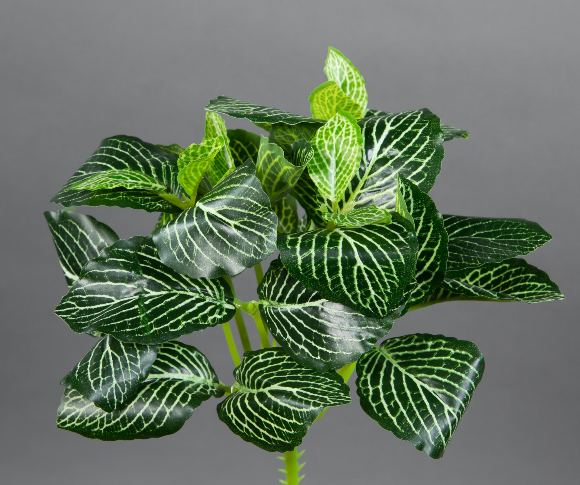 Fittonie 22cm grün-weiß ZF Kunstpflanzen künstliche Pflanzen Mosaikpflanze