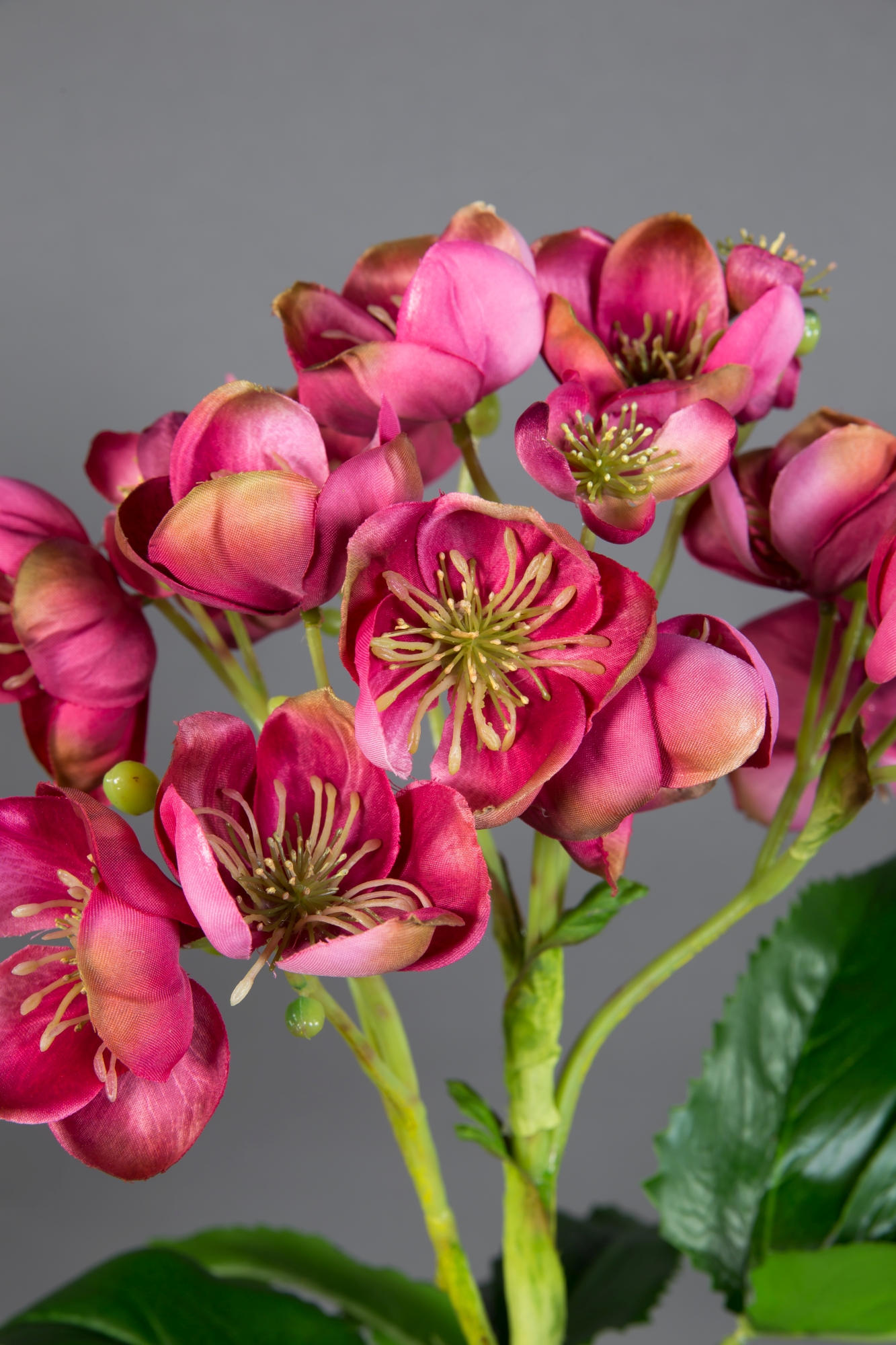 Christrose Natural 58x45cm pink-rosa GA Kunstblumen künstliche Blumen  Pflanzen Helleborus Christrose | Kunstblumen