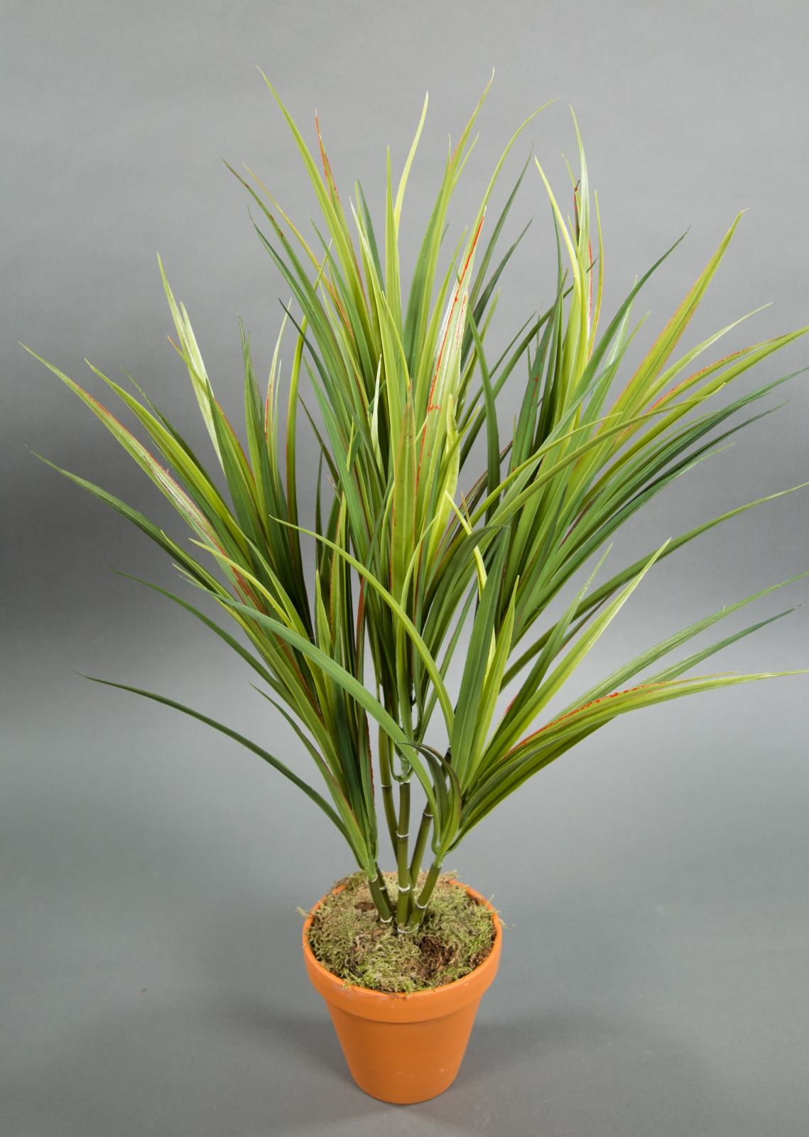 Dracena 65cm -6-fach- im Topf GA Kunstpflanzen Kunstpalmen künstliche Pflanzen Palmen