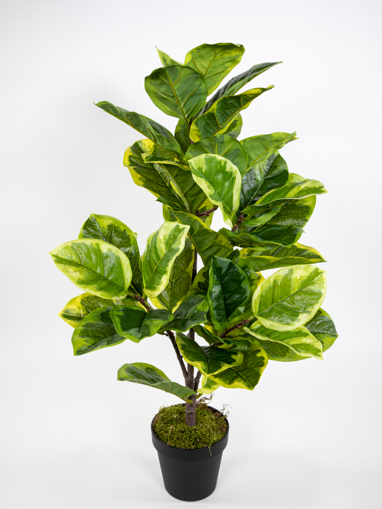 Gummibaum Real Touch 70cm grün-gelb im Topf JA Kunstpflanzen künstliche Pflanzen