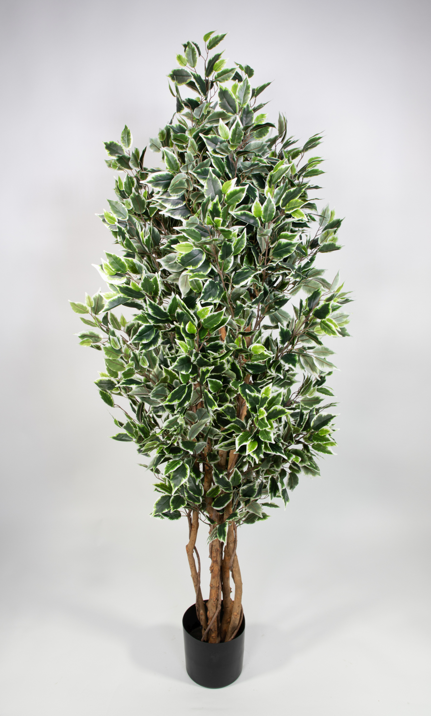 Ficus Nitida 180cm grün-weiß LA Kunstbaum Dekobaum Kunstpflanzen künstlicher Baum Pflanzen