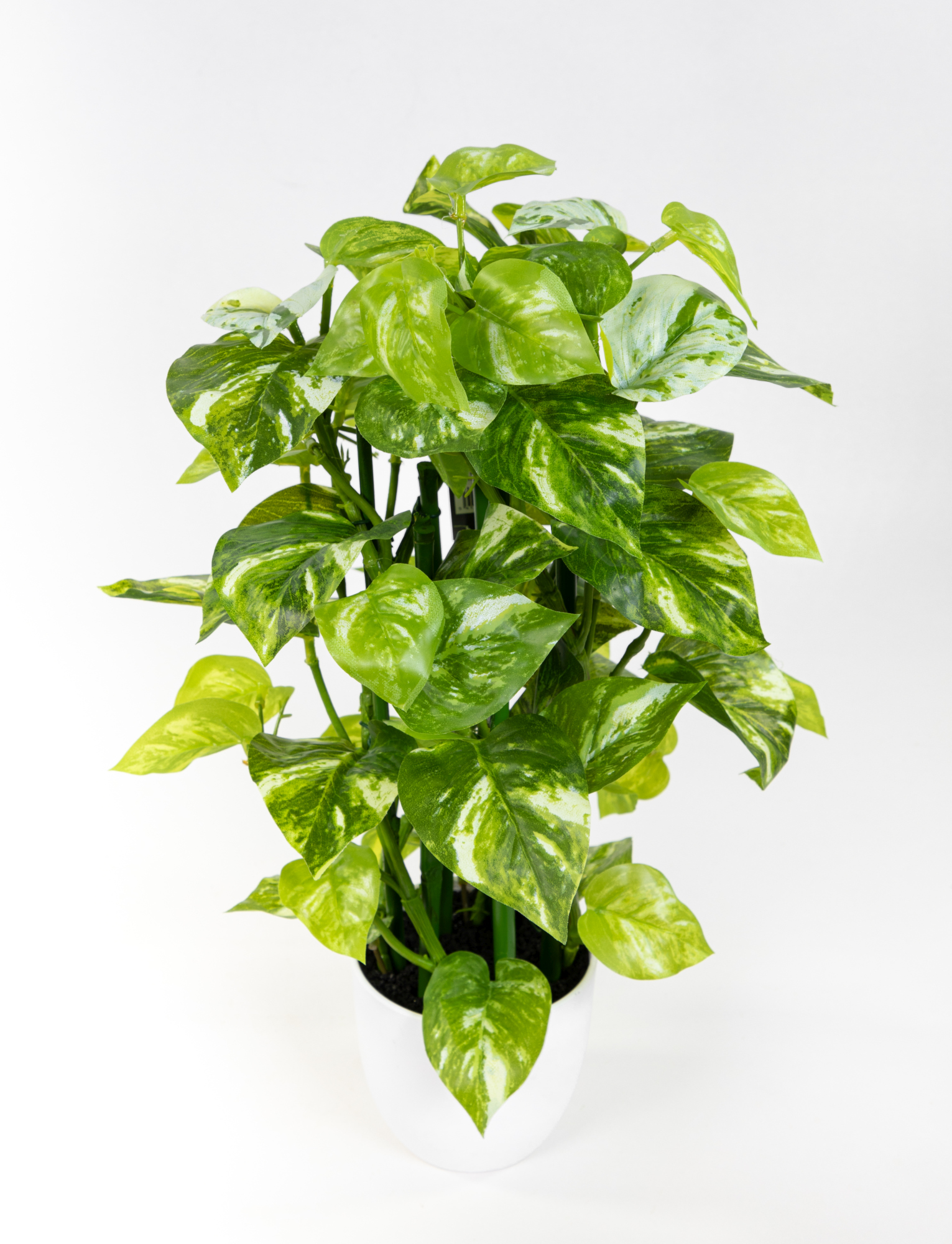 Photospflanze 40cm grün-weiß im Topf JA Kunstpflanzen Dekopflanzen künstliche Pflanzen Photos