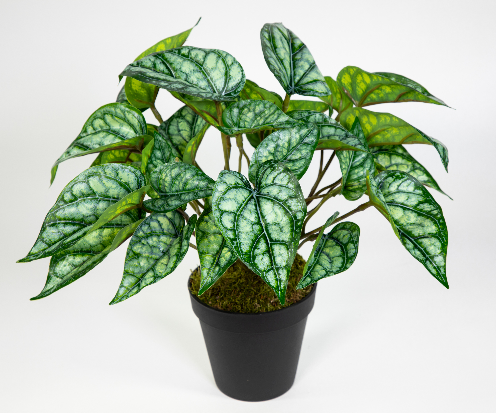 Alocasia / Pfeilblattpflanze Real Touch 30cm im Topf JA Kunstpflanze künstliche Pflanzen