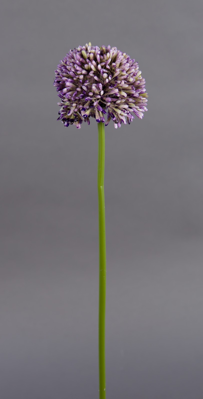 Alliumkugel 45cm helllila DP künstliches Allium Kunstblumen künstliche Blumen