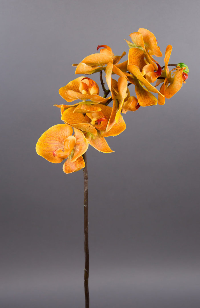 Orchideenzweig Real Touch 72cm gelb CG Kunstblumen künstliche Orchidee Orchideen Blumen Seidenblumen