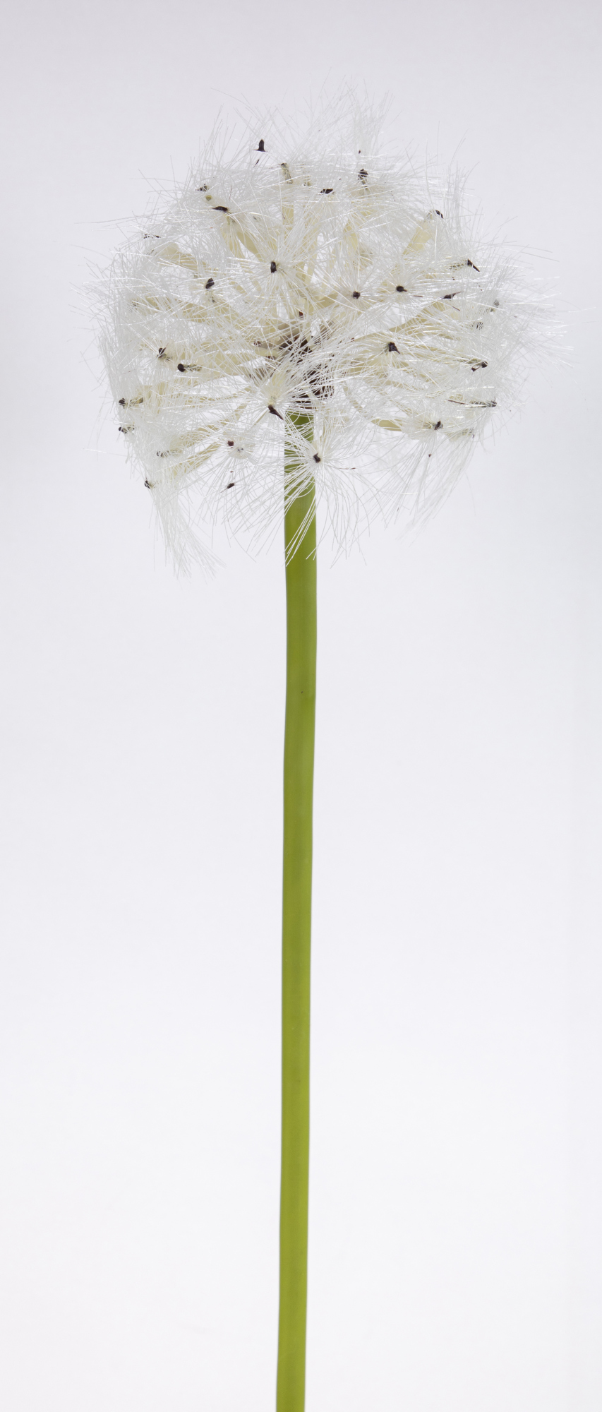 Pusteblume 72cm OG Kunstblumen künstliche Blumen künstliches Pusteblumengras