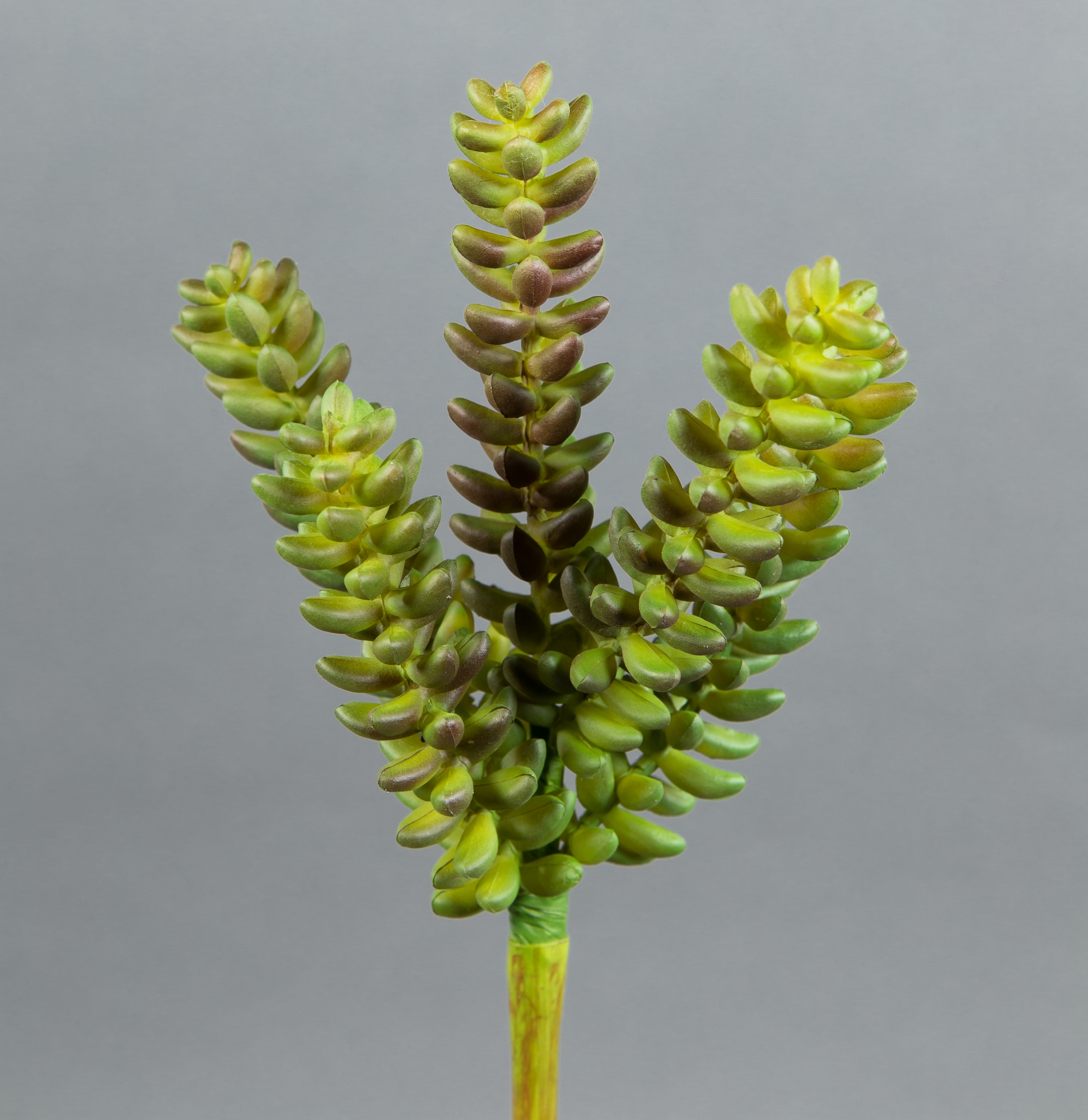 Sukkulente Crassula 25cm grün -ohne Topf- CG Kunstpflanzen künstliche Sukkulenten Pflanzen