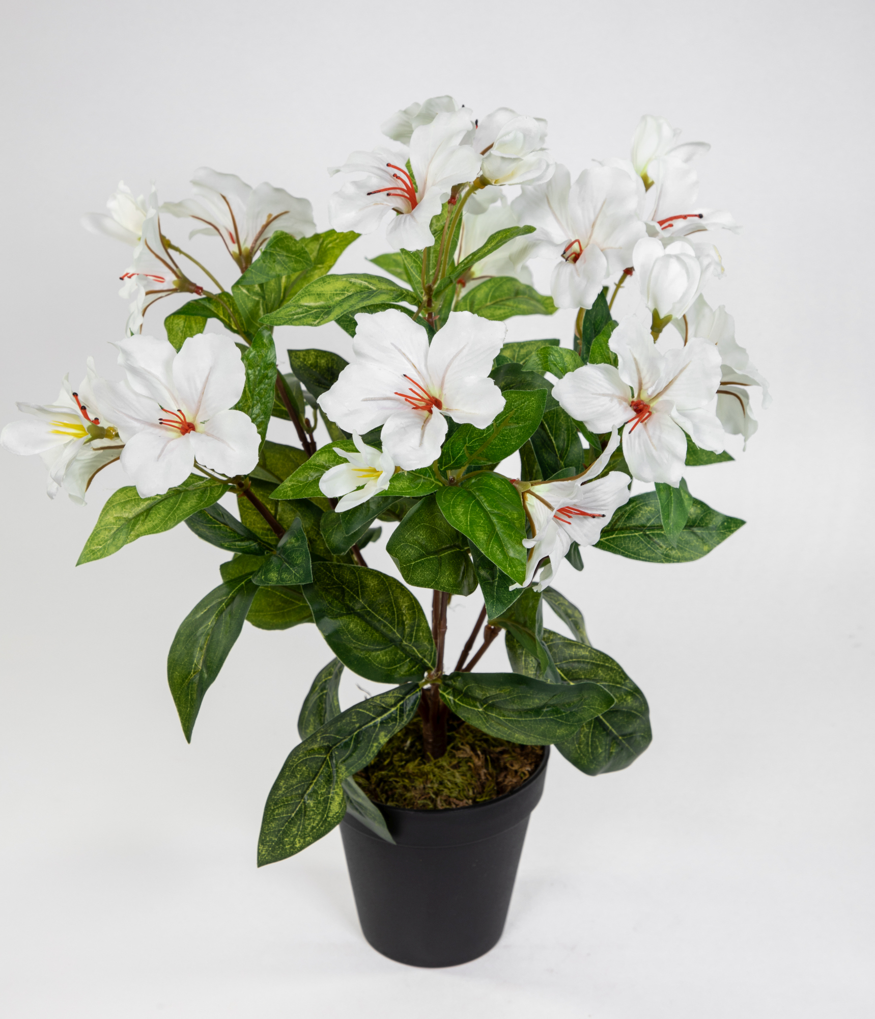 Hibiskus 40cm weiß-creme im Topf ZF künstliche Pflanzen künstlicher Eibisch Kunstblumen Kunstpflanze