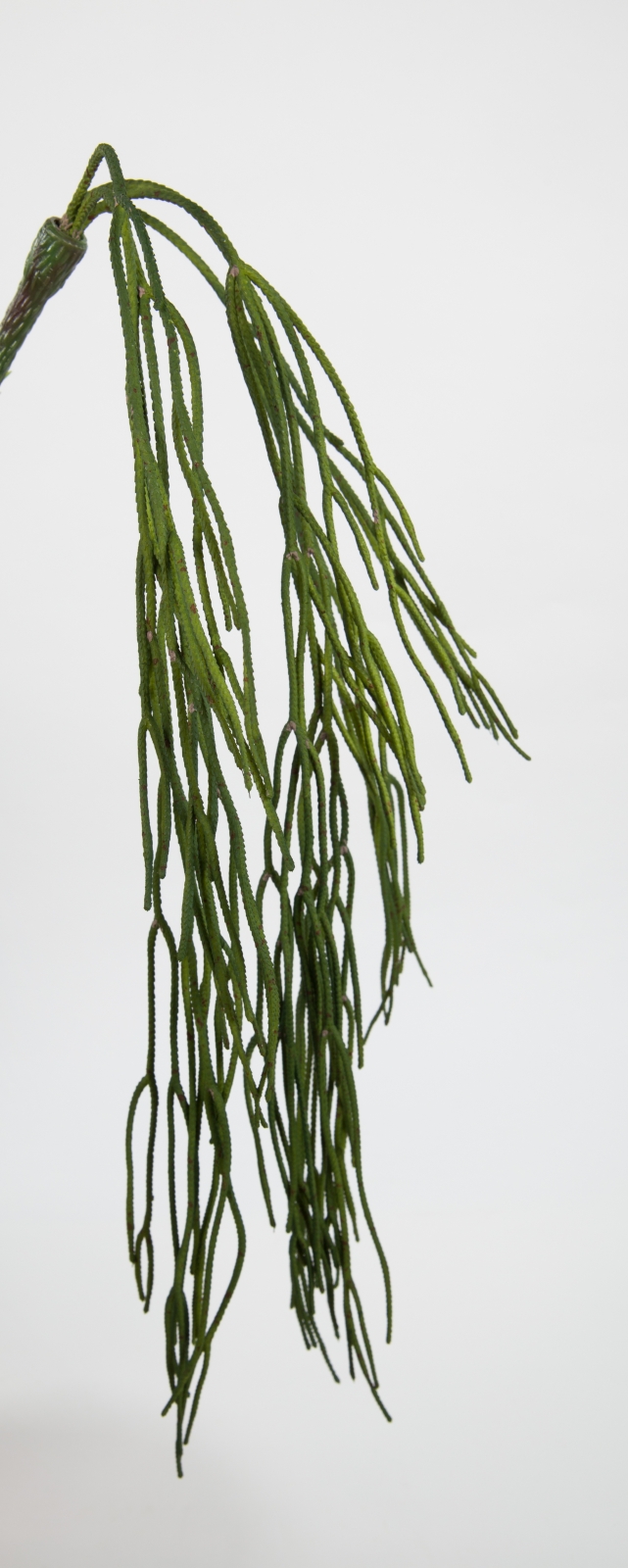 Sukkulentenranke 65cm FT künstliche Pflanzen Ranken Kunstrpflanzen Sukkulente
