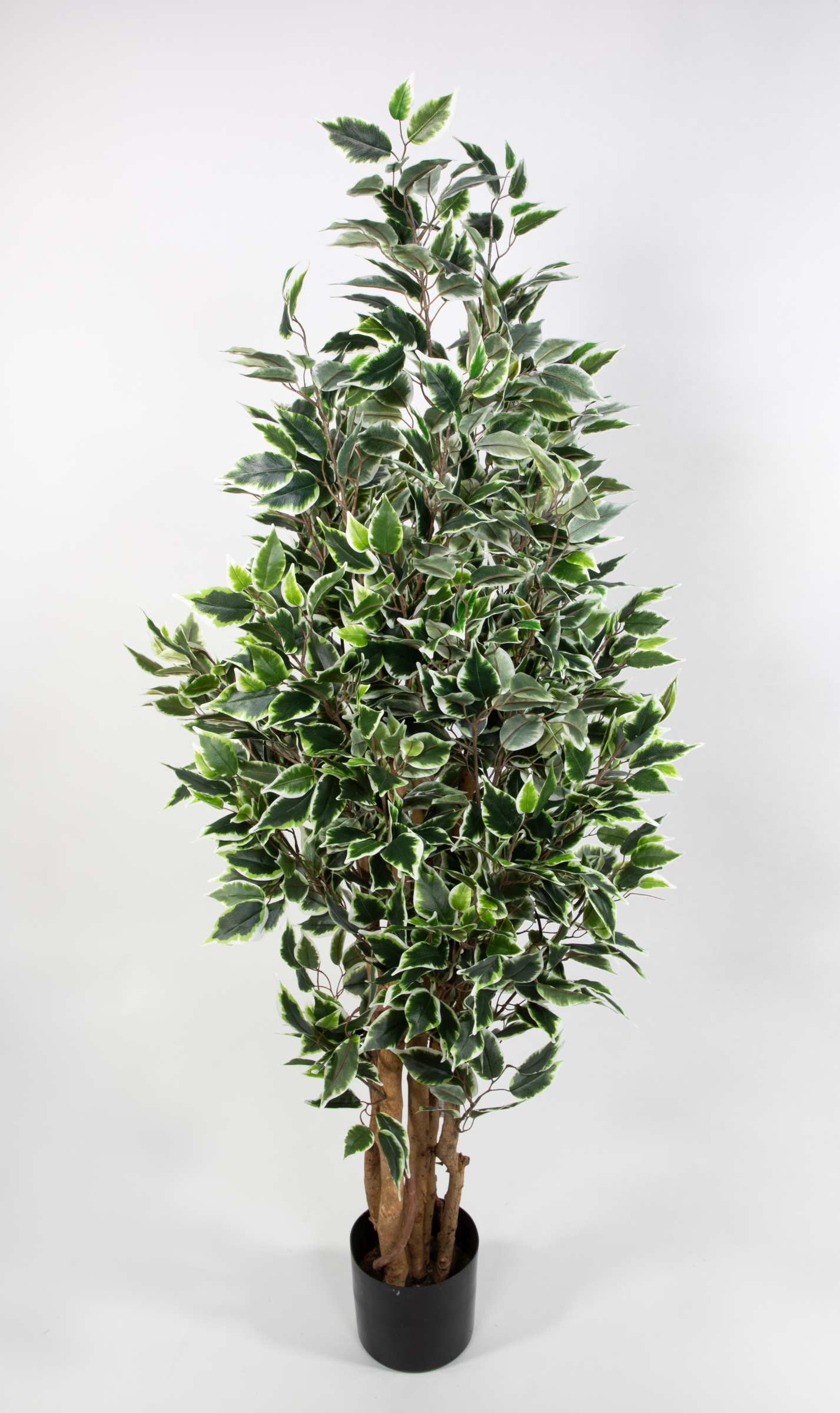 Ficus Nitida 150cm grün-weiß LA Kunstbaum Dekobaum Kunstpflanzen künstlicher Baum Pflanzen