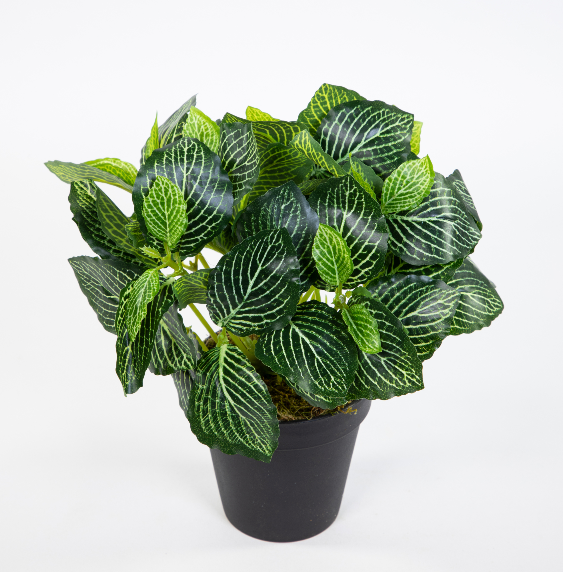 Fittonie 28cm grün-weiß im Topf ZF Kunstpflanzen künstliche Pflanzen Mosaikpflanze