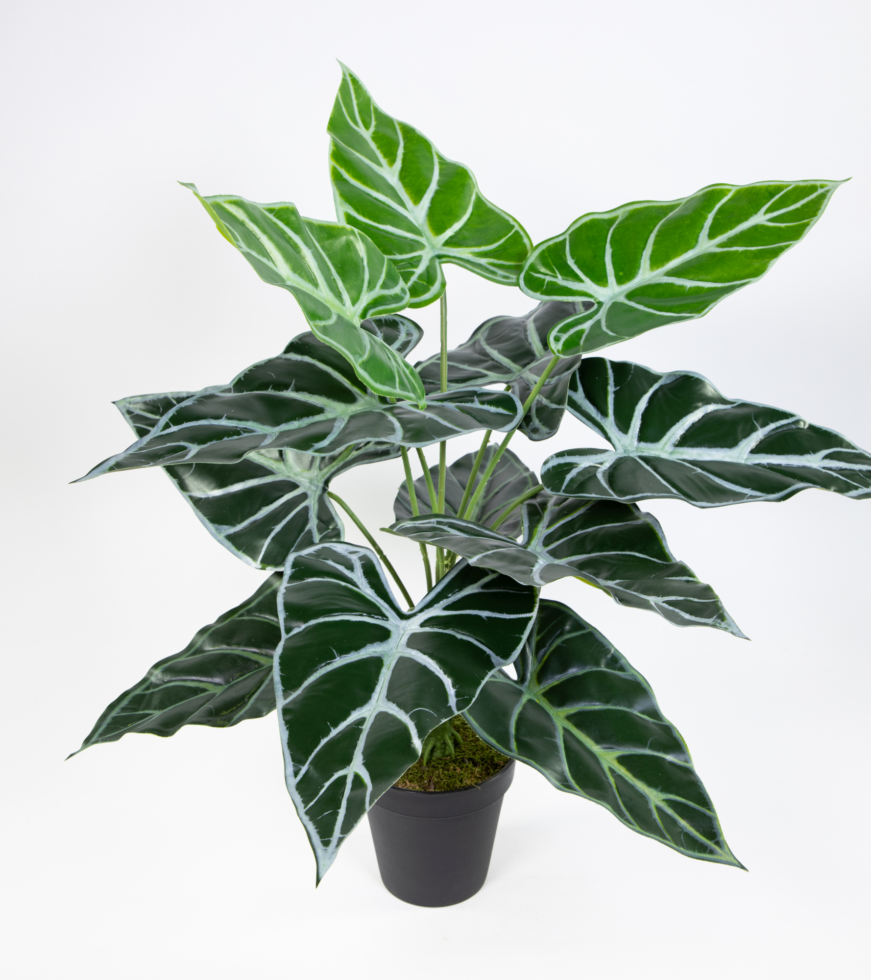 Black Taro Pflanze Real Touch 50cm im Topf ZJ Kunstpflanzen künstliche Pflanzen Schwarze Colocasia