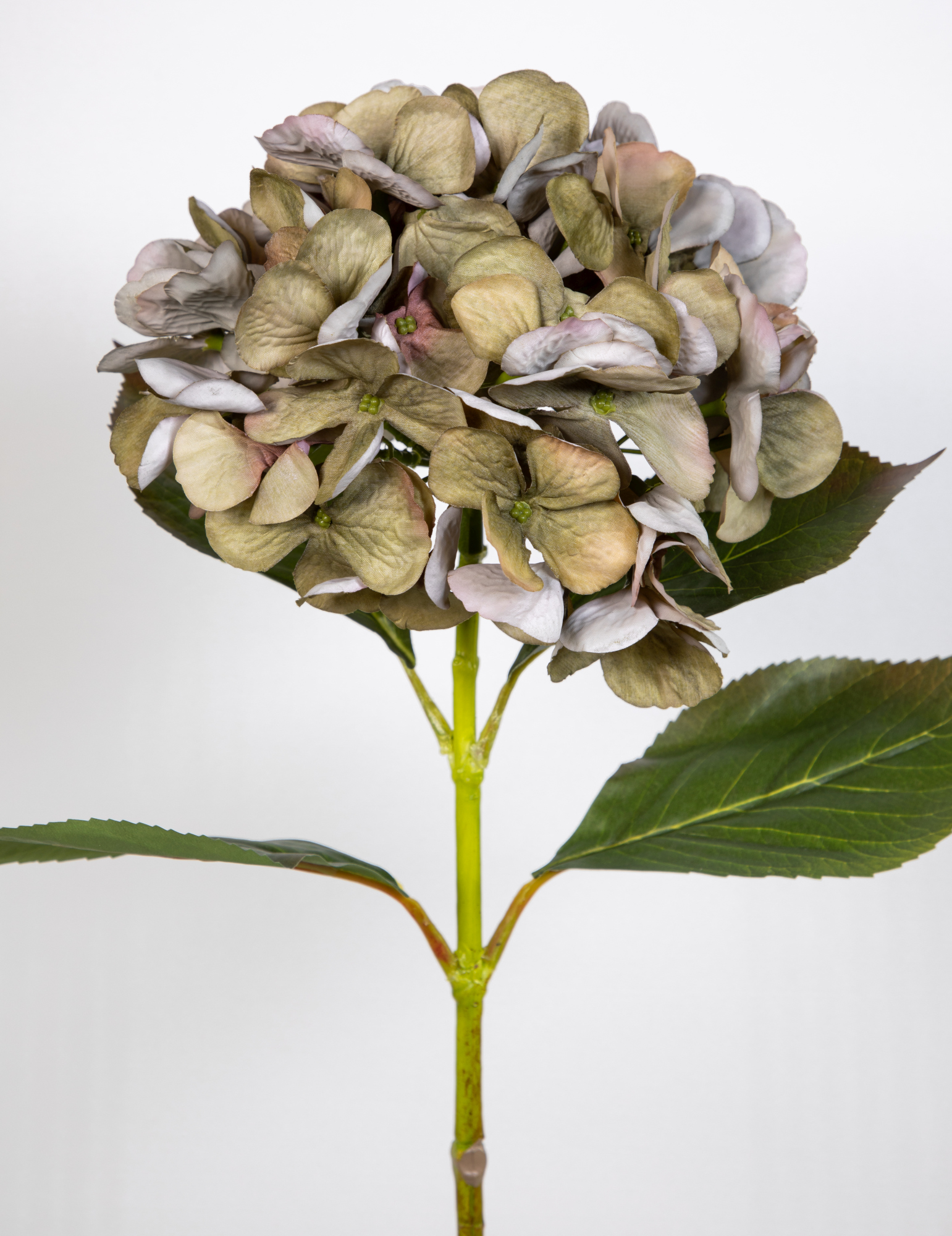 Hortensie 68cm grün-hellrosa Blumen GA Hydrangea Seidenblumen Hortensien künstliche Kunstlbumen