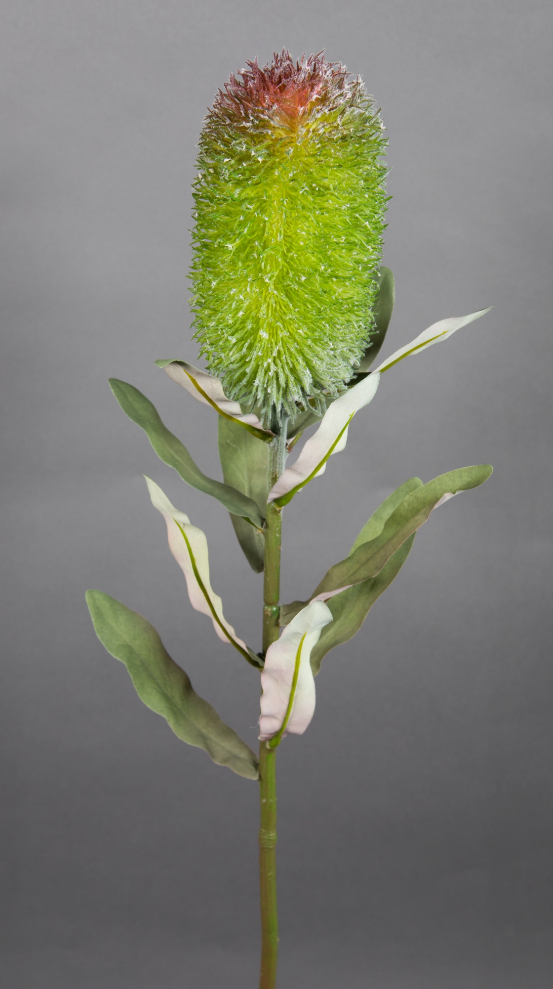 Banksie / Protea 72cm grün GA Kunstblumen künstliche Blumen Pflanzen Kunstzweig