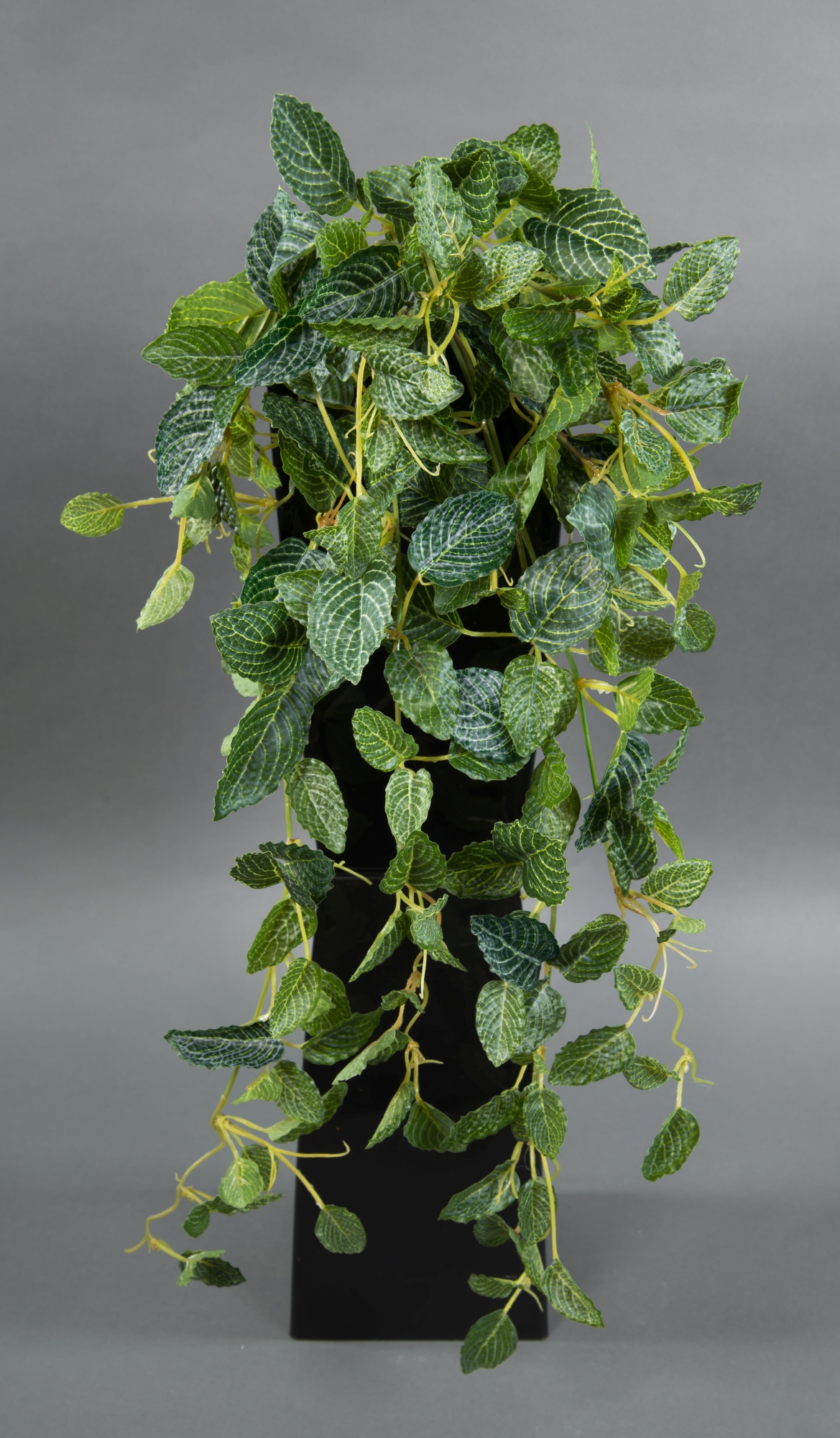 Fittonien-Ranke / Mosaik-Ranke Real Touch 65cm grün-weiß ZF Kunstpflanzen künstliche Pflanzen