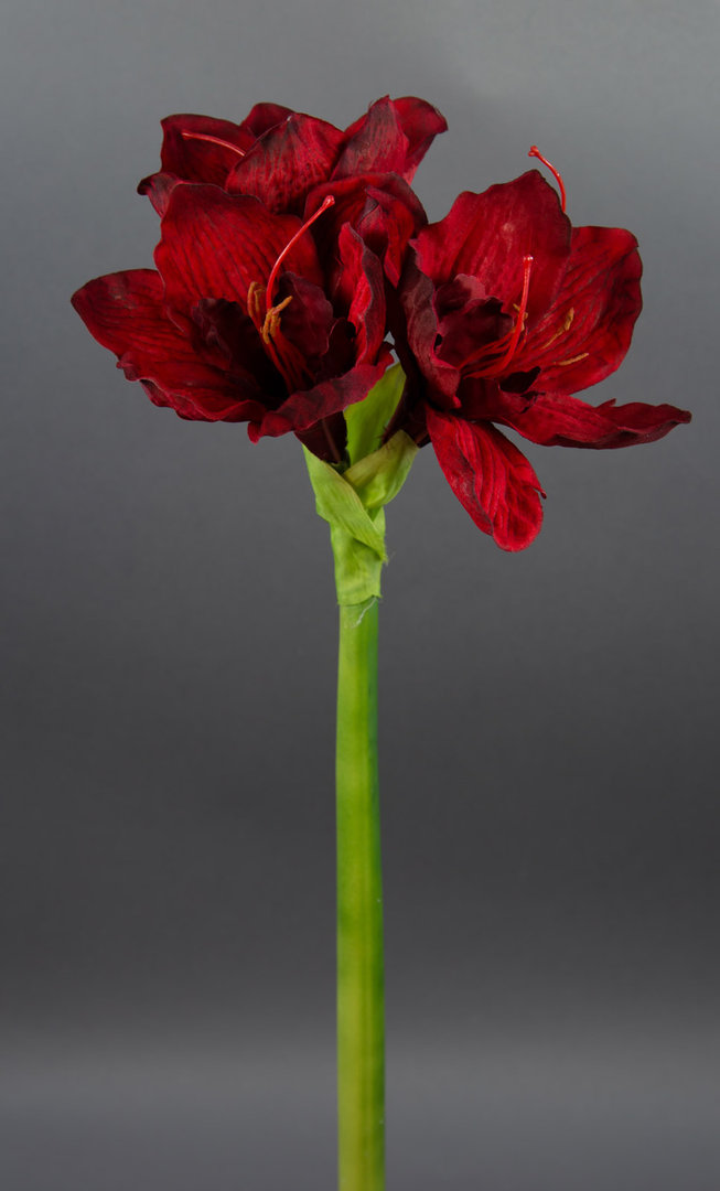 Große Amaryllis 65cm dunkelrot GA Seidenblumen Kunstblumen künstliche Blumen Ritterstern