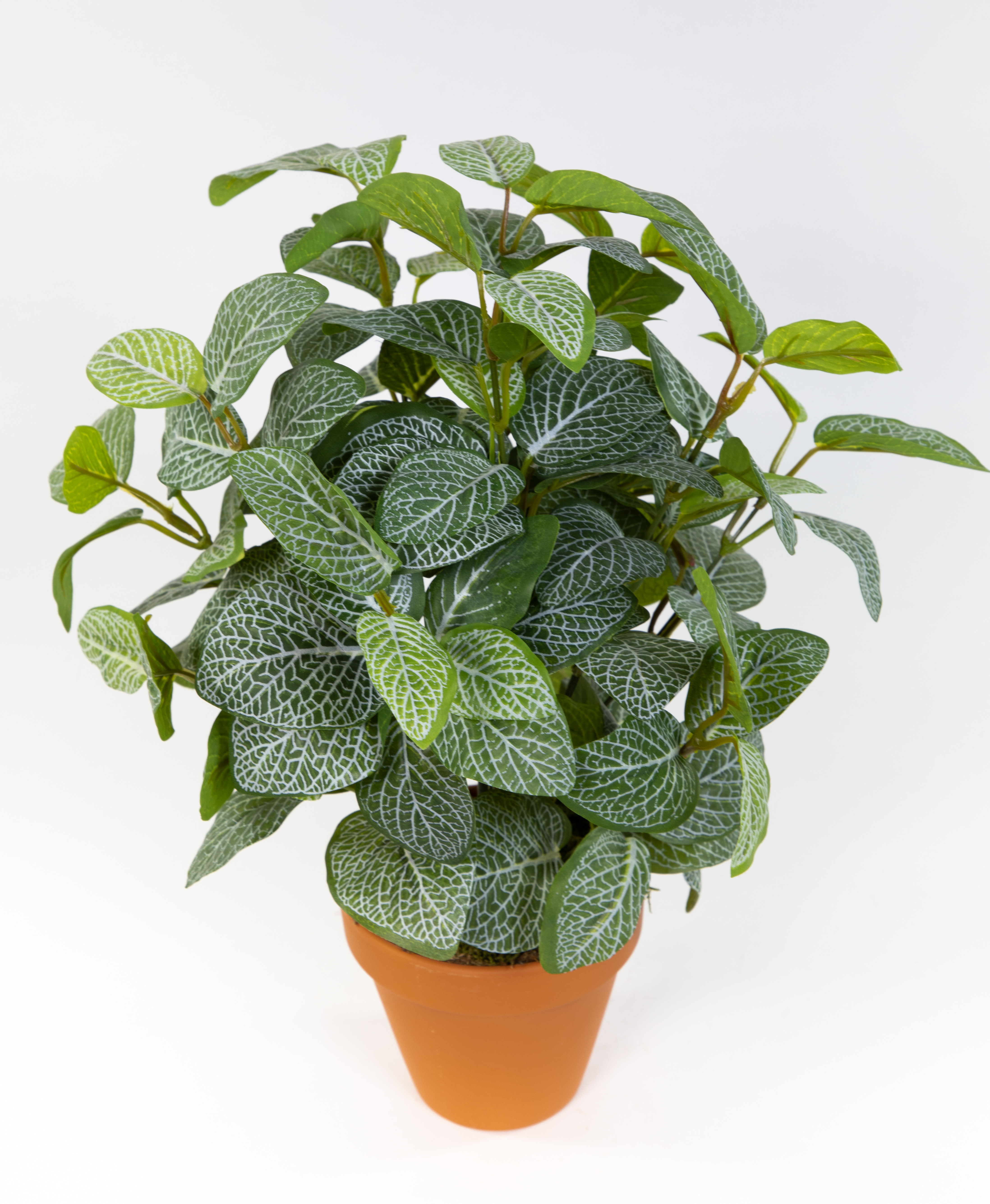 Fittonienpflanze 38cm grün-weiß imt Topf JA Kunstpflanzen künstliche Fittonie Pflanzen Fittonia Mosa